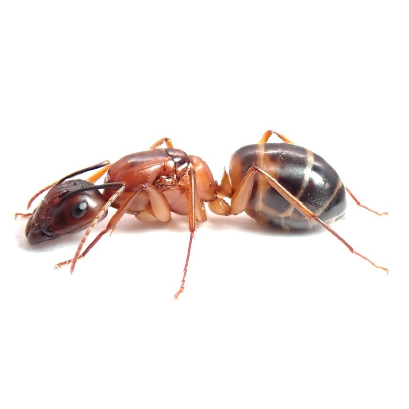 お譲りします / 蟻（バラ売り可） アメイロオオアリ｜女王｜Camponotus devestivus | あり巣 in