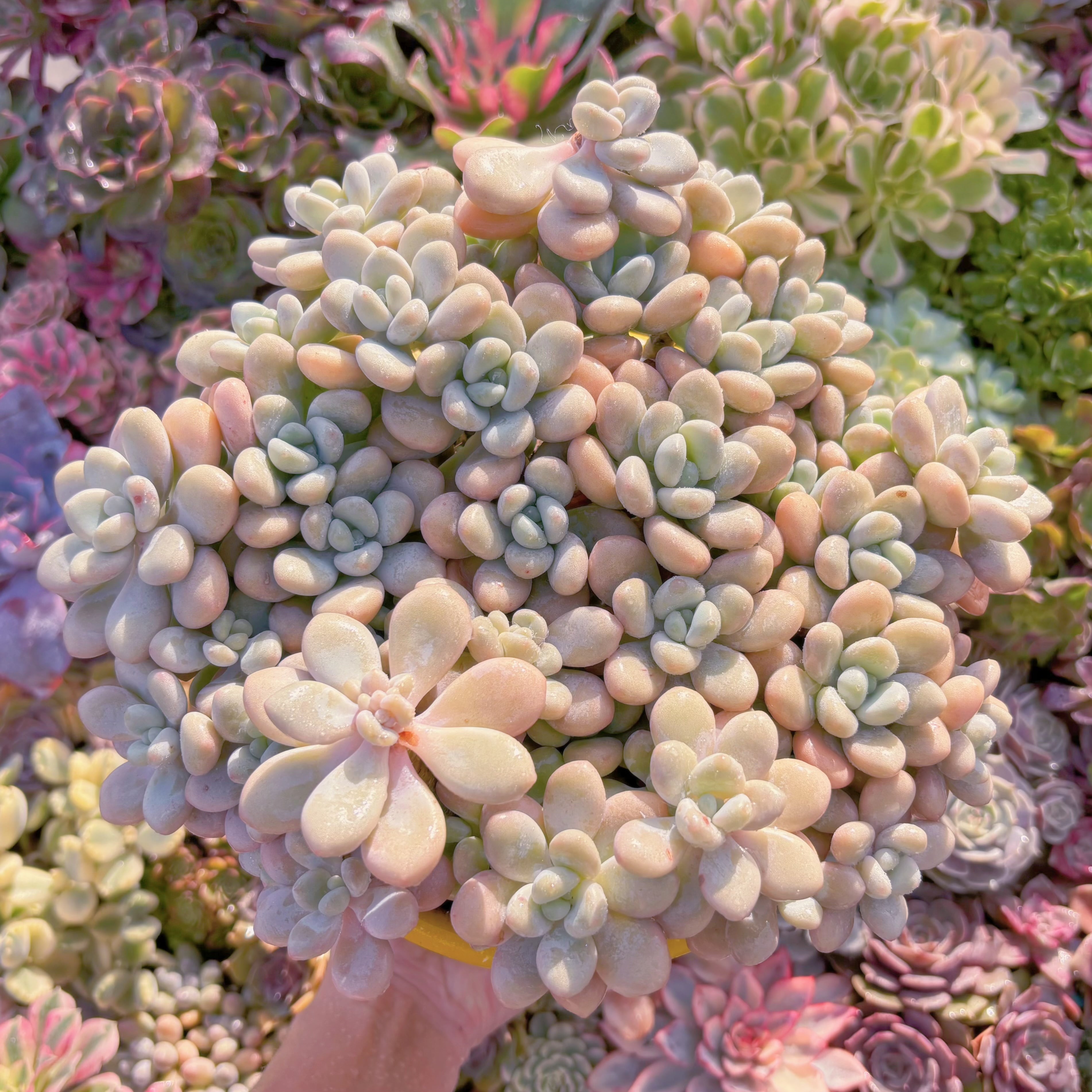 現品　マカロン#K026　特特大群生　るる農園