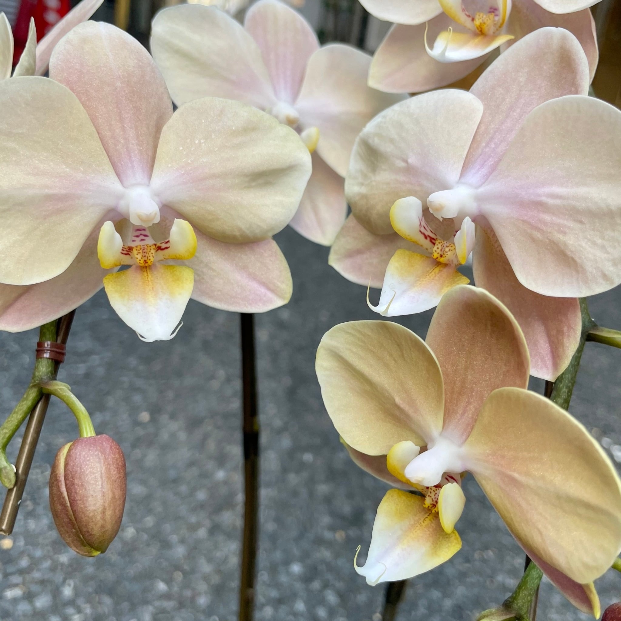 アンティーク胡蝶蘭！マザーチーク2本立ち | ハルカゼフラワー