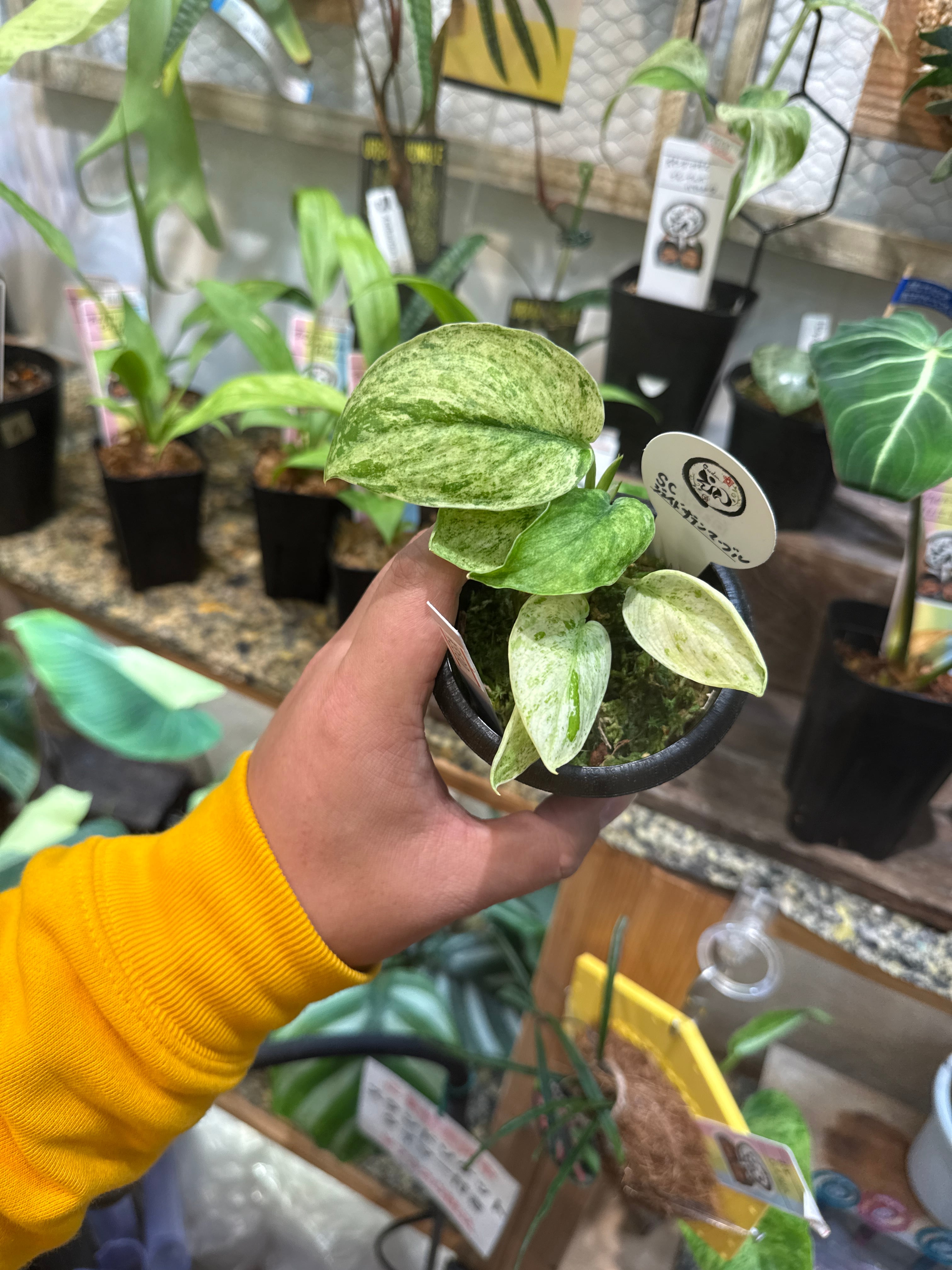 スキンダプサス ジェイドサテンマーブル | Gardenえん 【観葉熱帯植物】