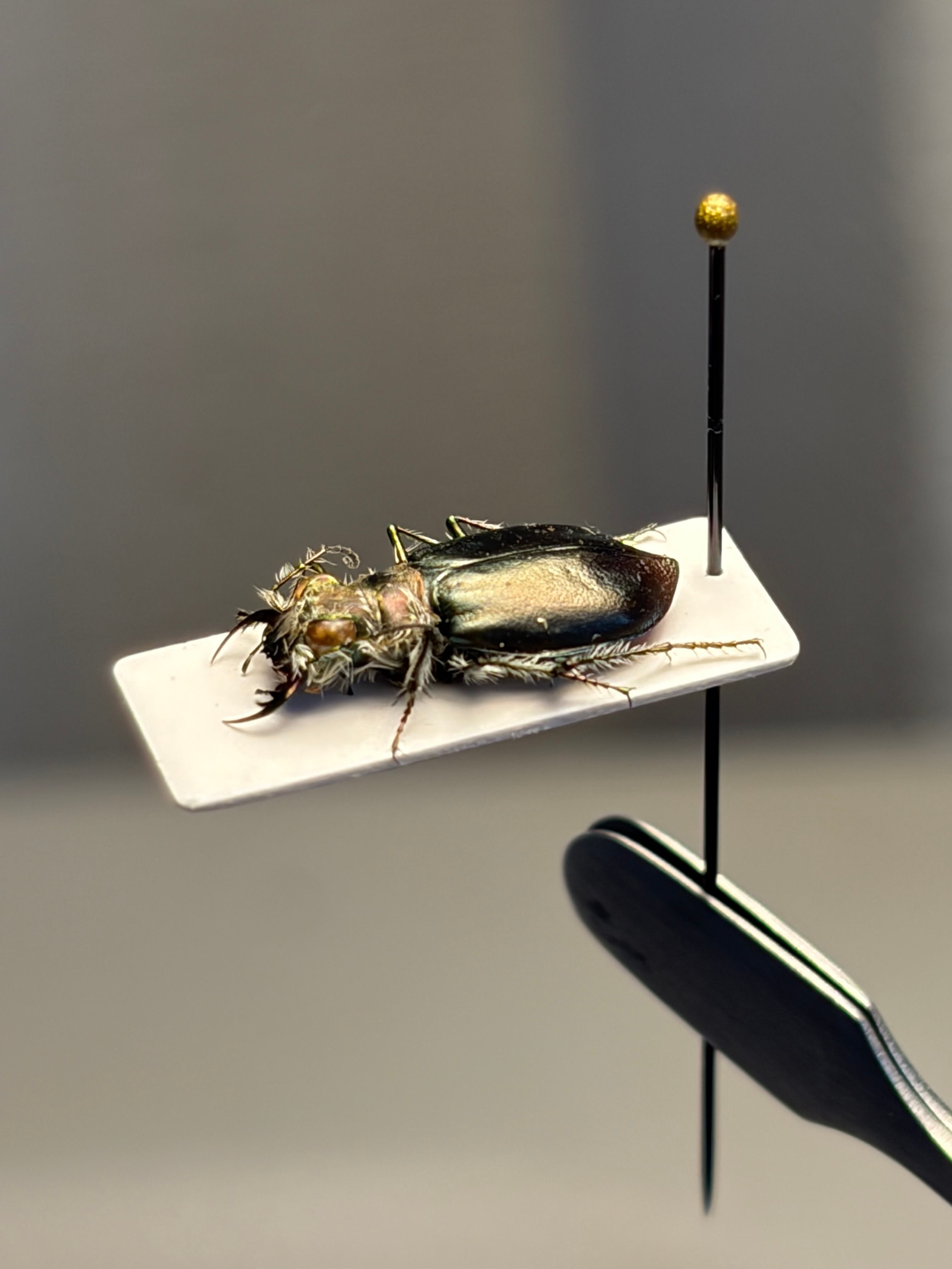 【一属一種】ケブカハンチョウの一種 固有種 標本 Eurymorphaゴミムシダ 一属一種】ヒラタハンミョウ ケブカハンチョウの一種 固有種 標本