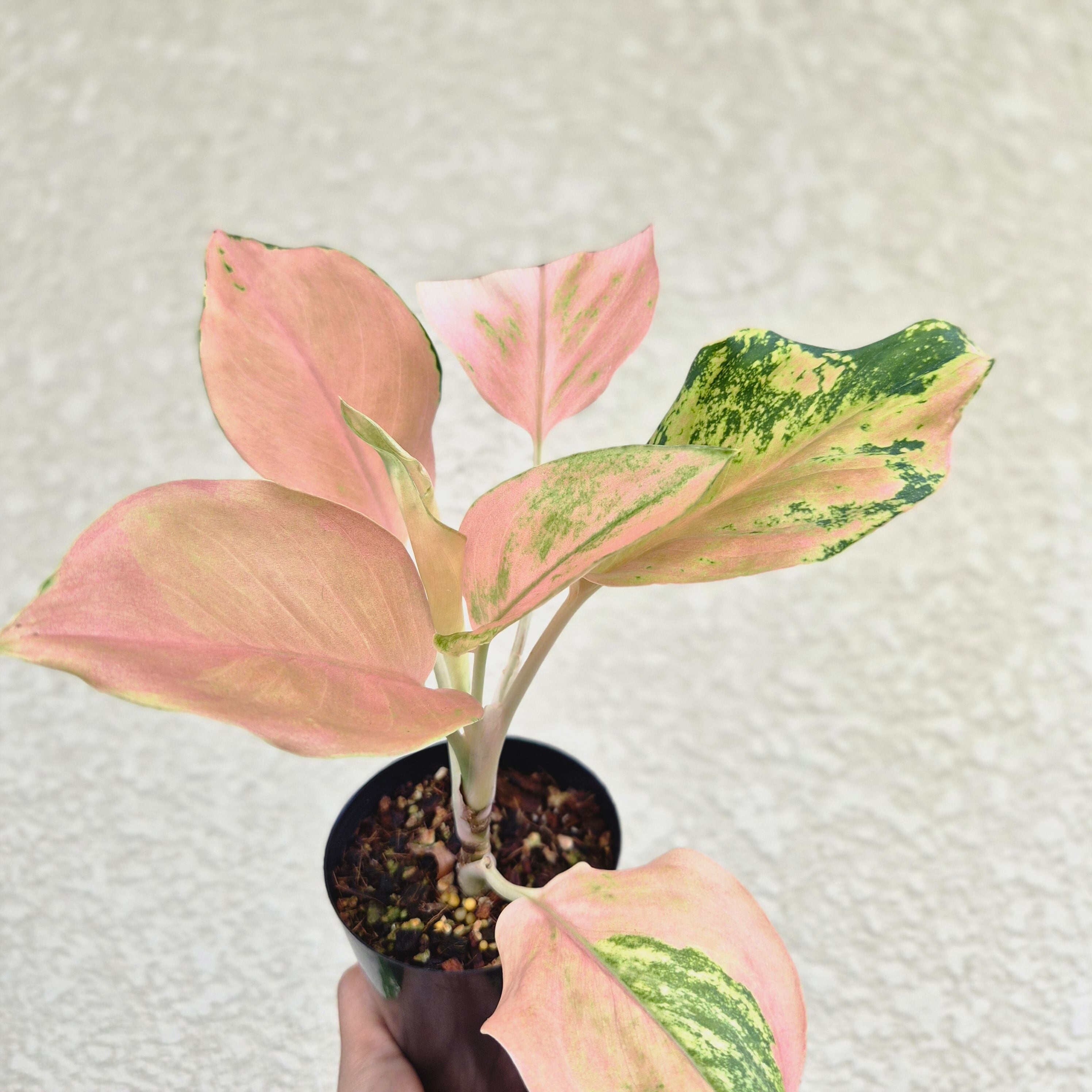 《Aglaonema Amazon 》アグラオネマ アマゾン 観葉植物 /ポット発送