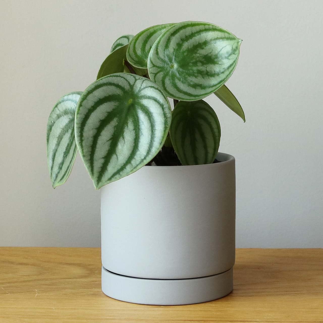 inakougei (イナコウゲイ) 鉢 おしゃれ 植木鉢 陶器鉢 受皿付き 室内