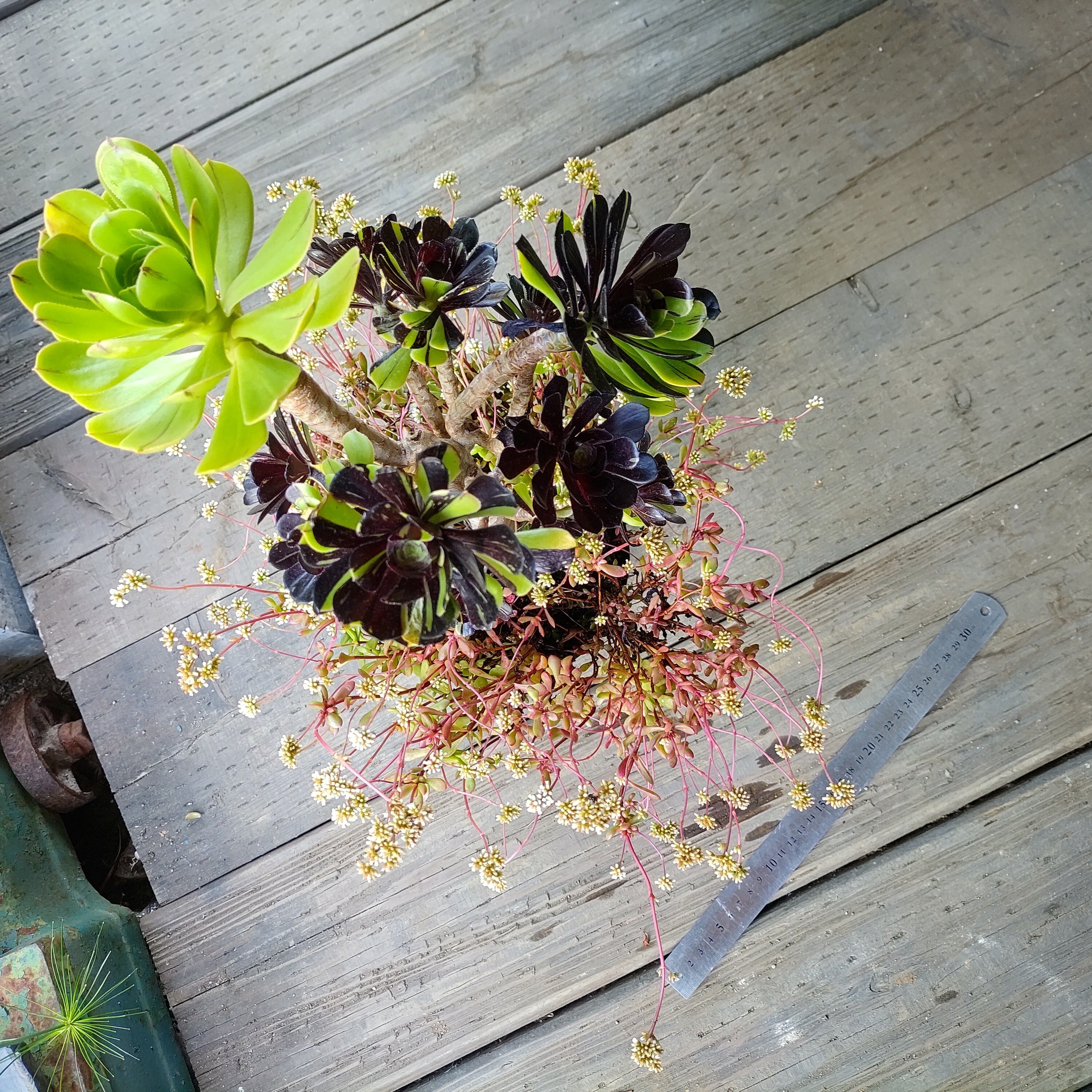 T(Bビックバンと紅稚児の寄植え(アエオニウム) | RuPo 多肉植物専門店