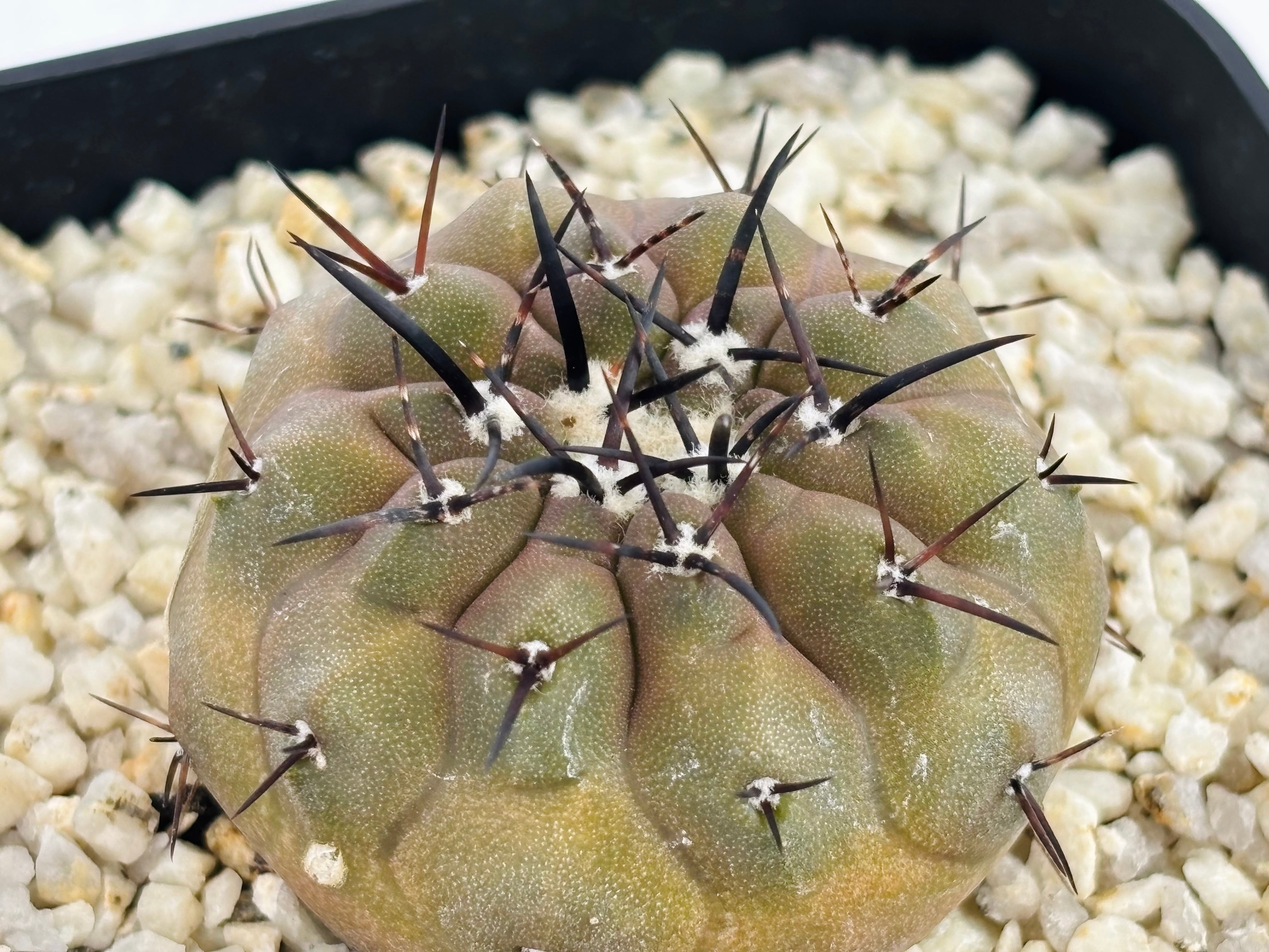 Copiapoa cinerea コピアポア シネレア 黒王丸 サボテン | plants MARU