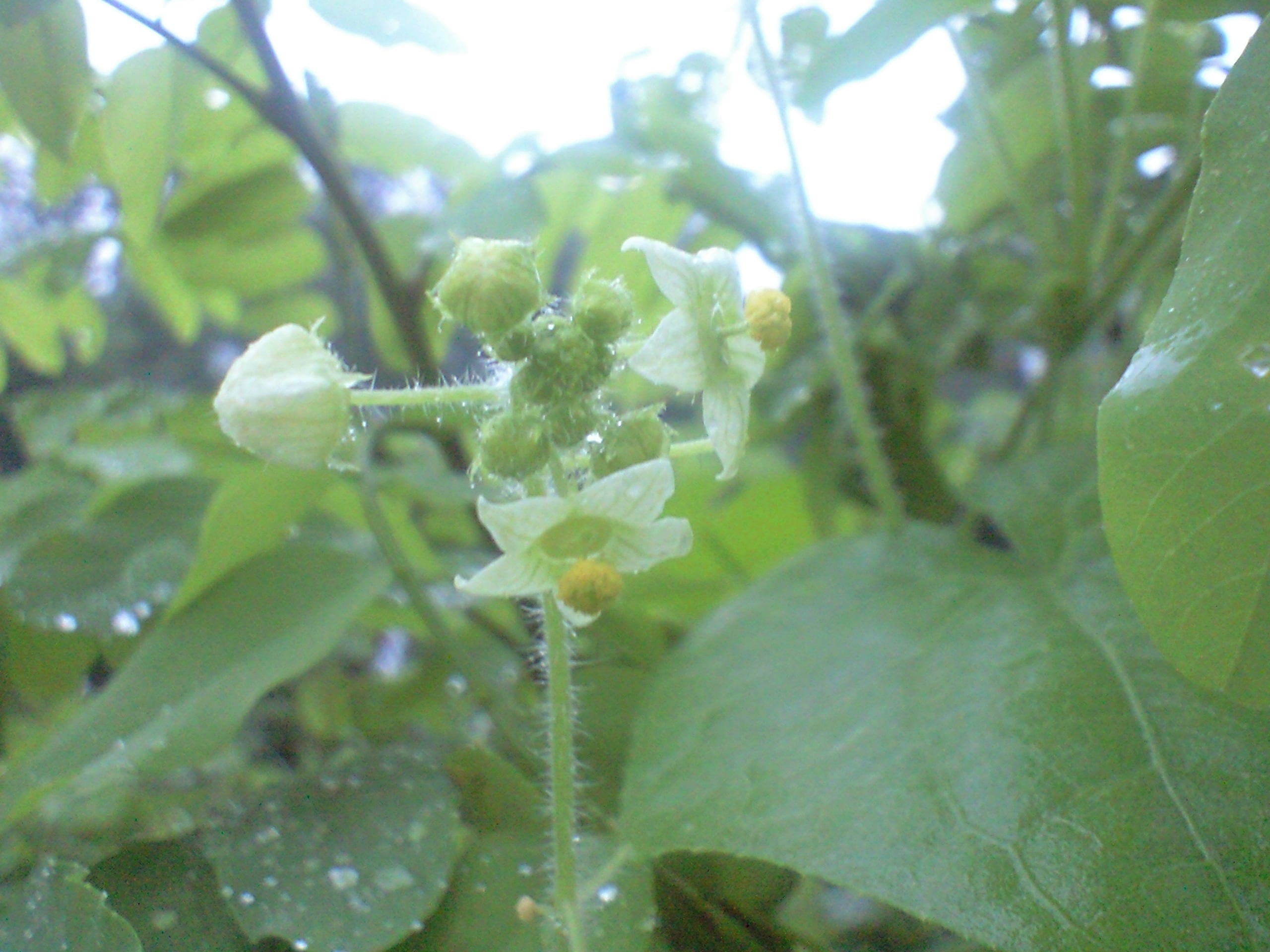 信濃の国の純粋はちみつ フラワーバスケット 300g | 更科養蜂苑