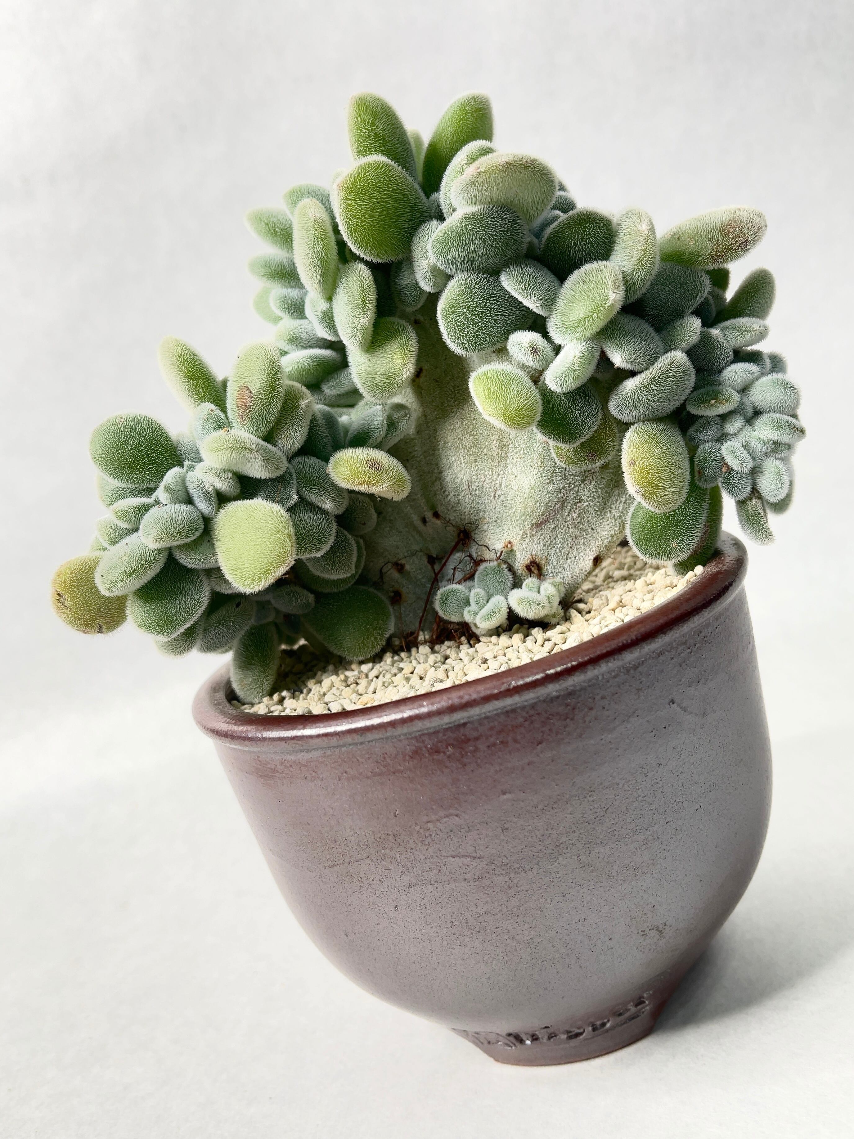 希少】dairoku pods ダイロク 鉢 金属釉鉢 塊根植物 作家 : 洞亜希