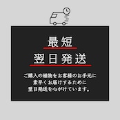 ガステリア 臥牛錦【854】