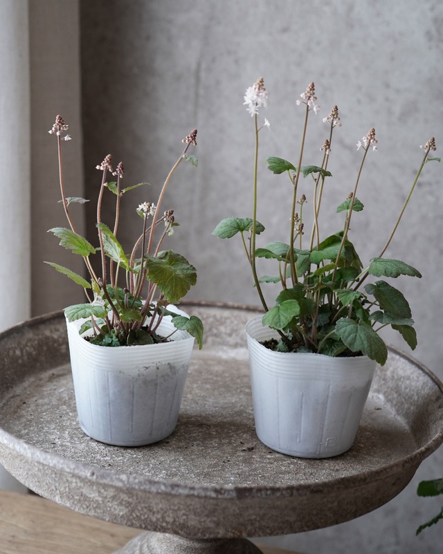 ティアレラ　ウェルウィ　3.5号