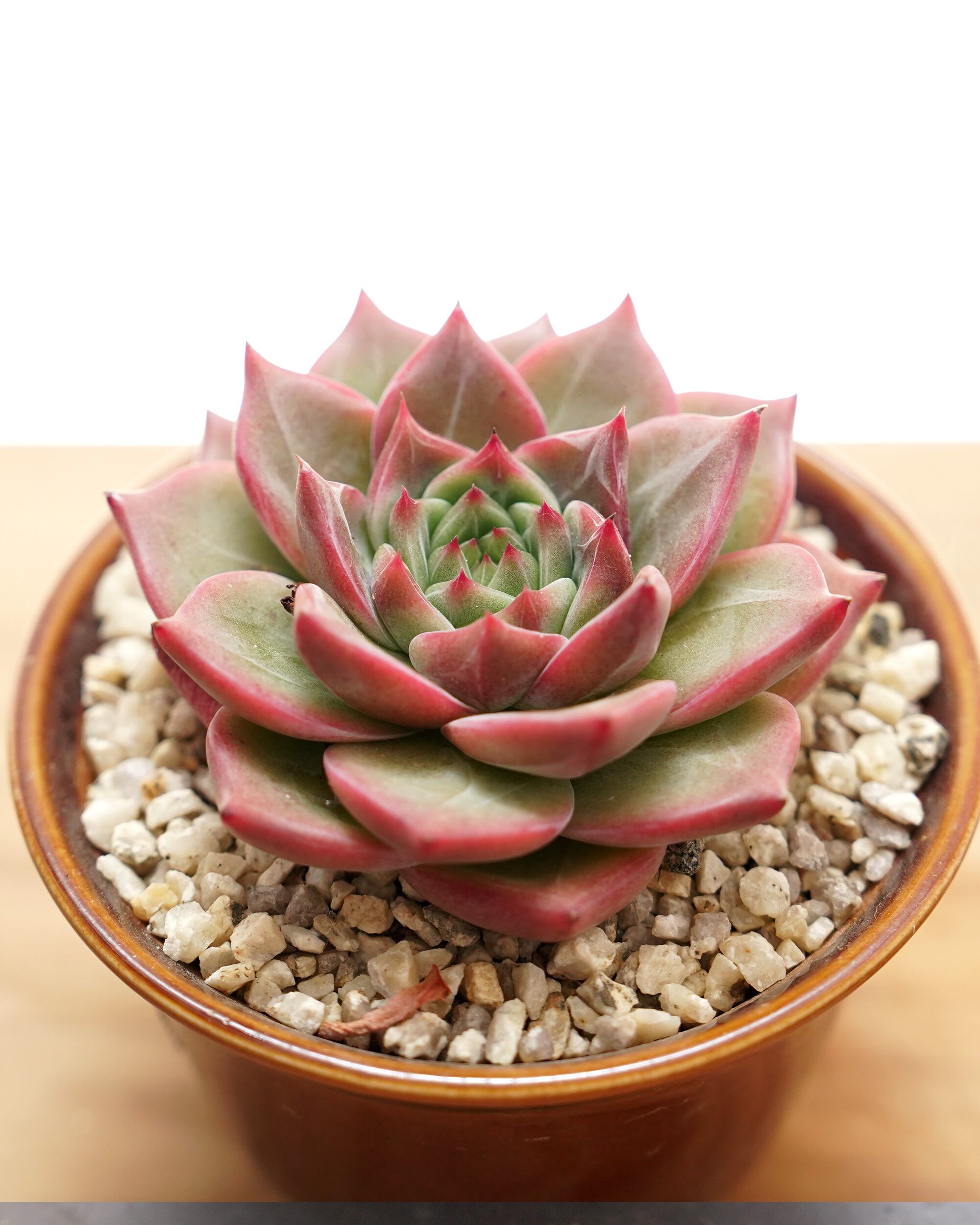 レア種・新品種 | PUKUBOOK SUCCULENTS