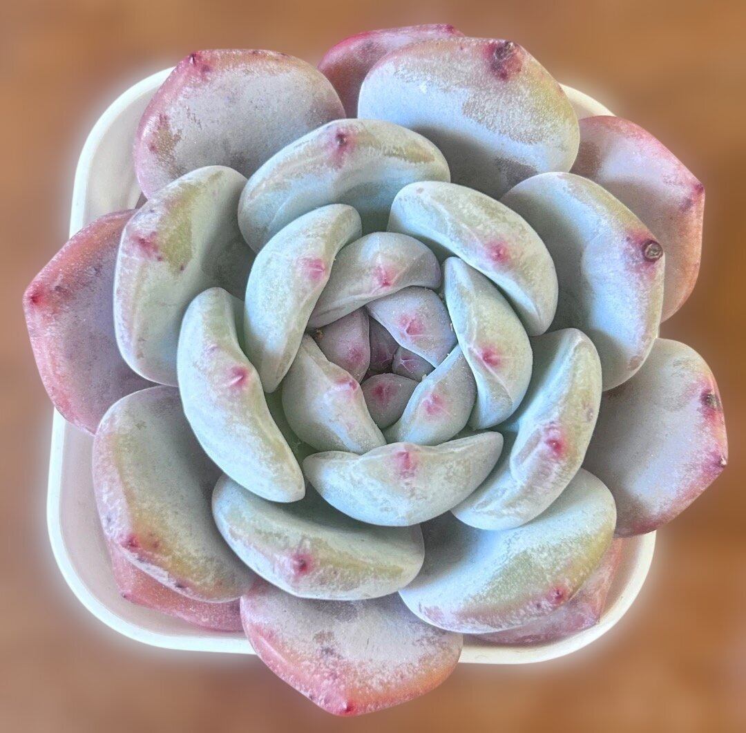 多肉植物 シャネル アエオニウム 美苗 #1 | Pay ID