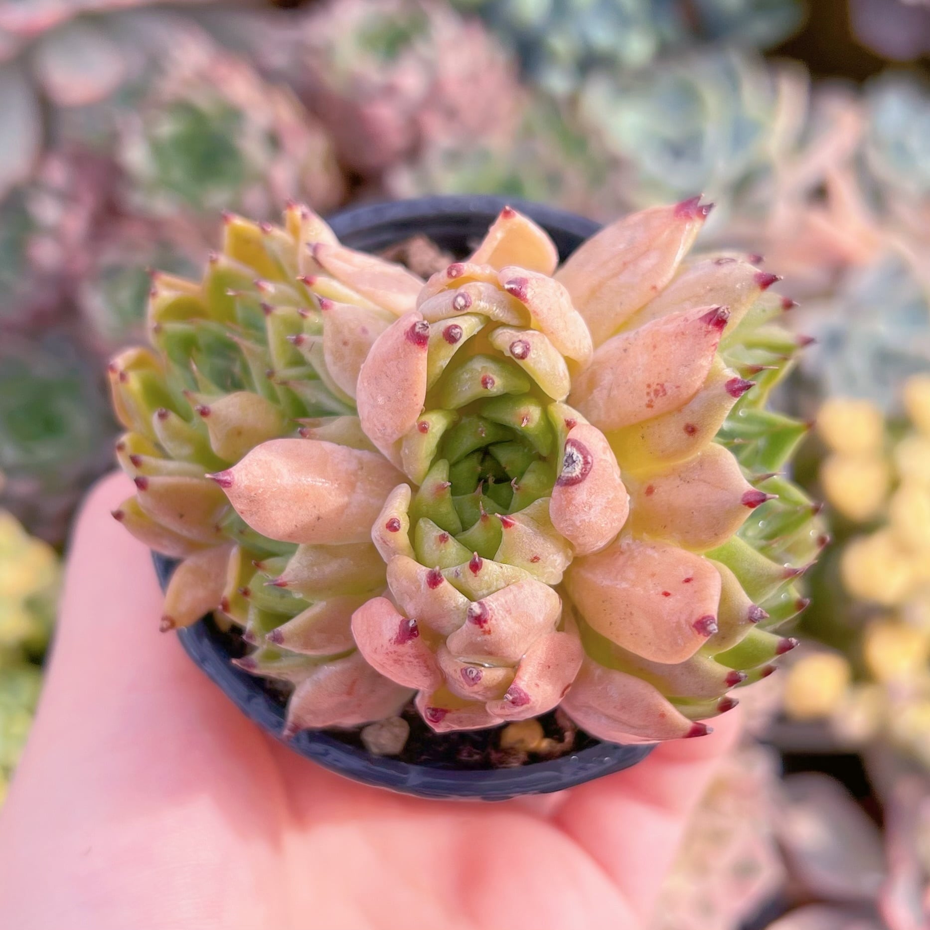 現品　紗羅姫牡丹#636   群生　るる農園