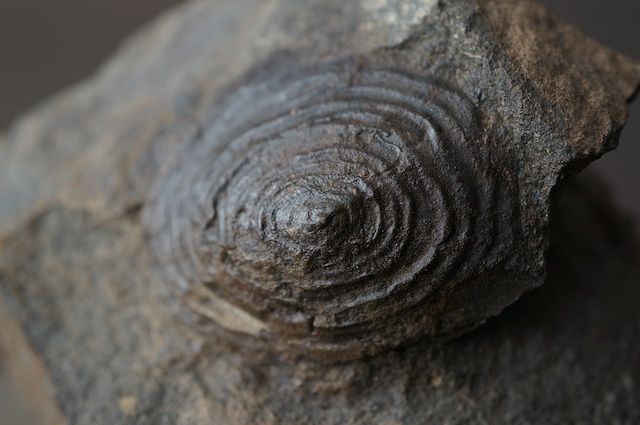 群馬県産ゾウクラゲ化石 Brunonia annulata 1952