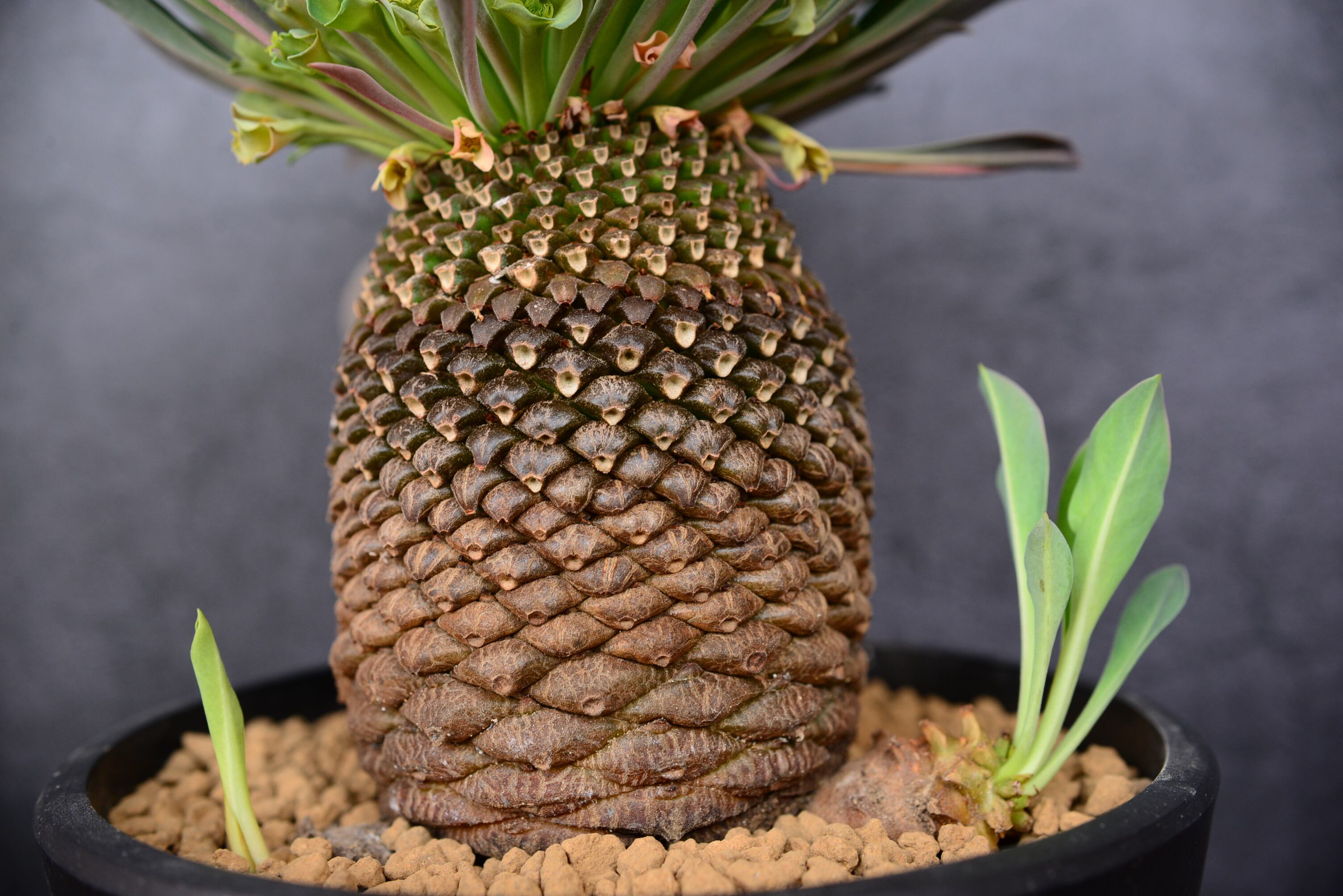 ユーフォルビア 鉄甲丸 | N collect plants