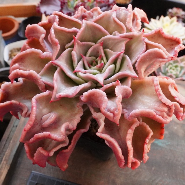 ※極上※【特大ドロップマディバ】エケベリア　大人気　韓国多肉　極上の美しさ　言う事ない圧巻の苗！