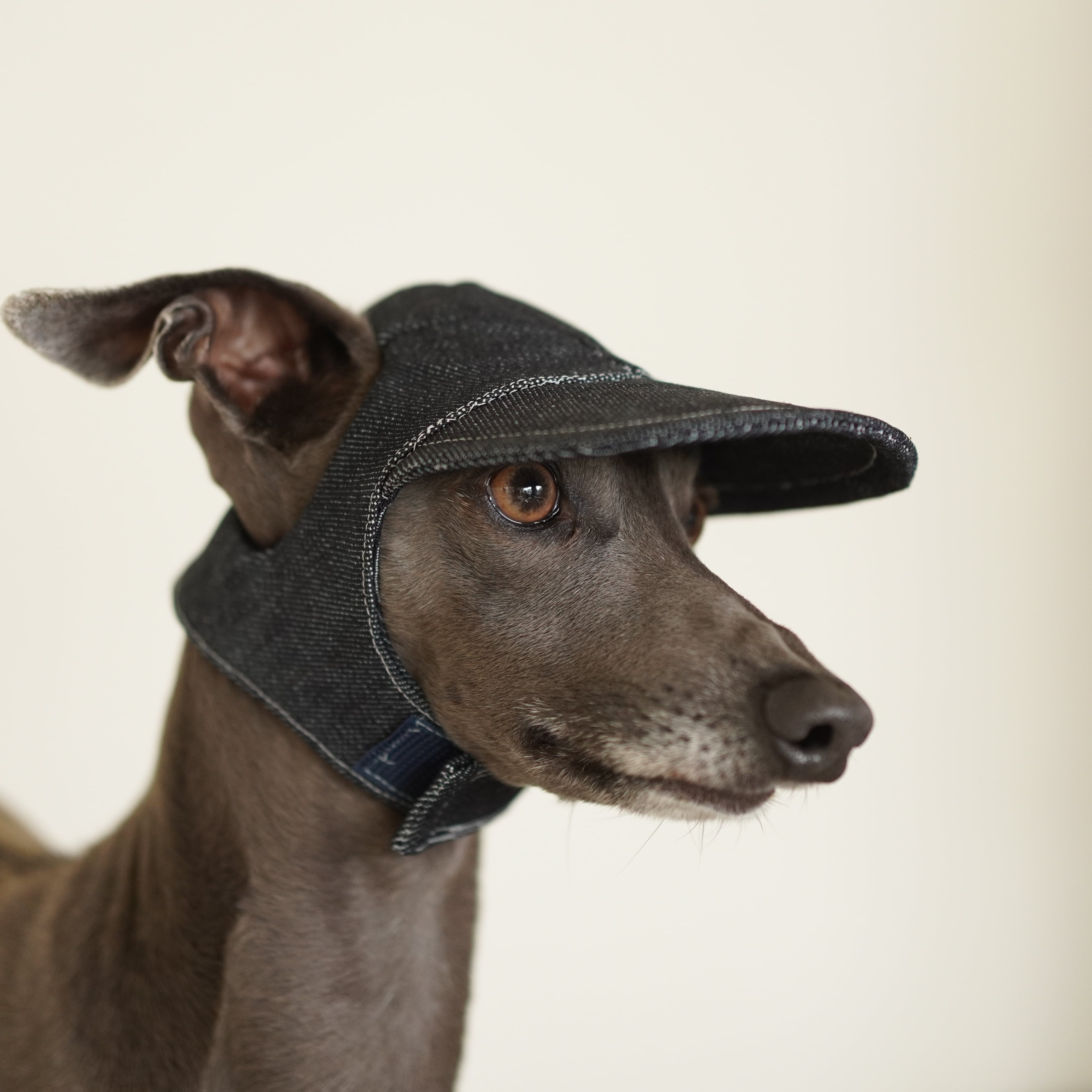 flat cap whippet