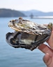 小豆島天領真牡蠣　殻付き・生食用　15個セット（送料込み）
