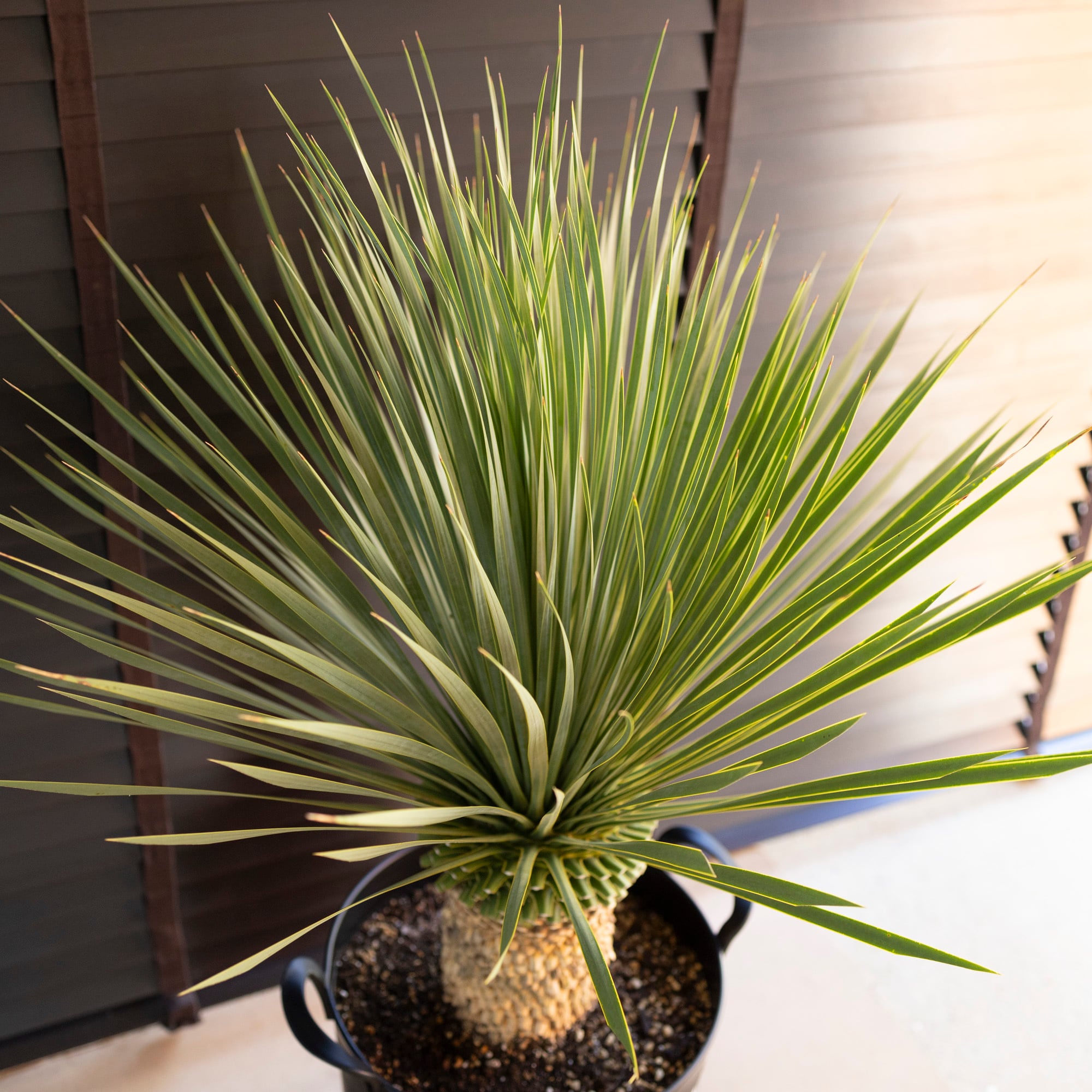 ユッカ ロストラータ Rostrata 10号 株立ち 観葉植物 シルバー ユッカ ロストラータ Rostrata 10号 株立ち 観葉植物 シルバー
