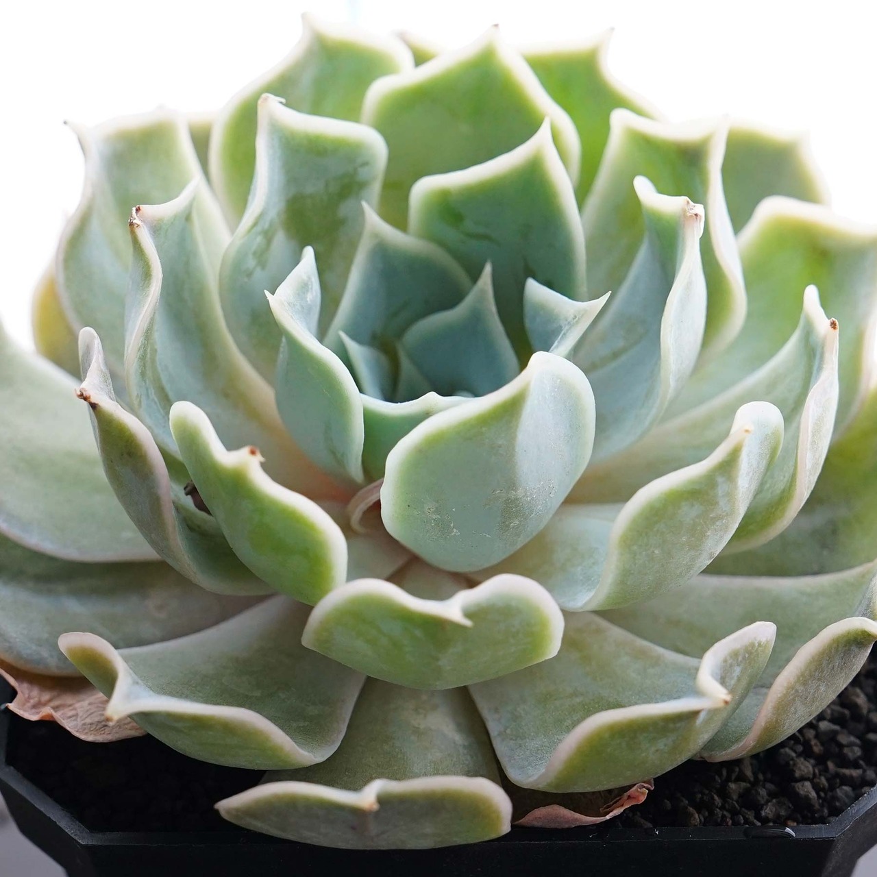 発根済カット苗 ブルーホエール Echeveria 'Blue Whale'