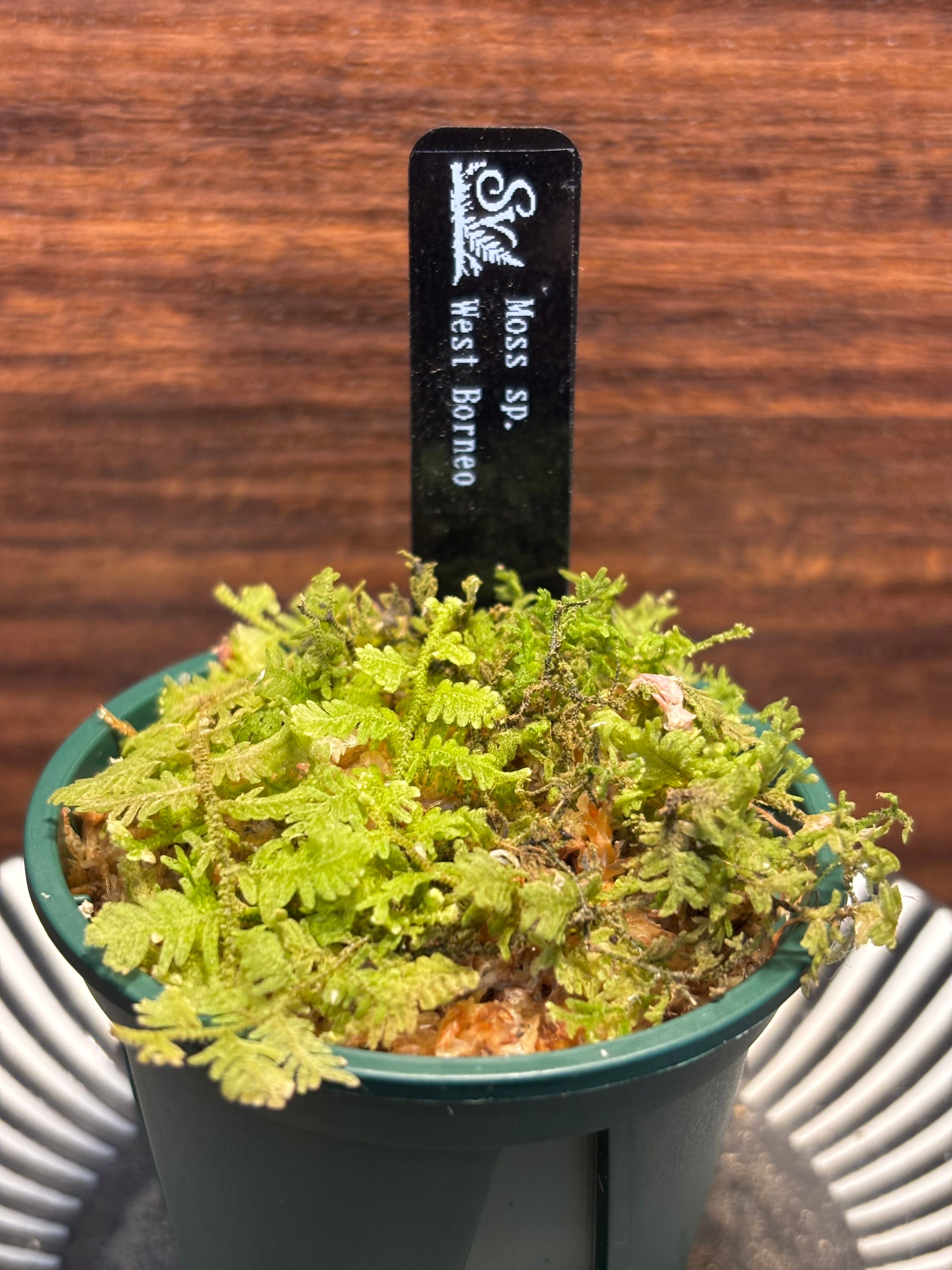 【専用ページ】オーダーメイドビバリウム SCALE_VIVARIUM | 蝉ノナキガラ