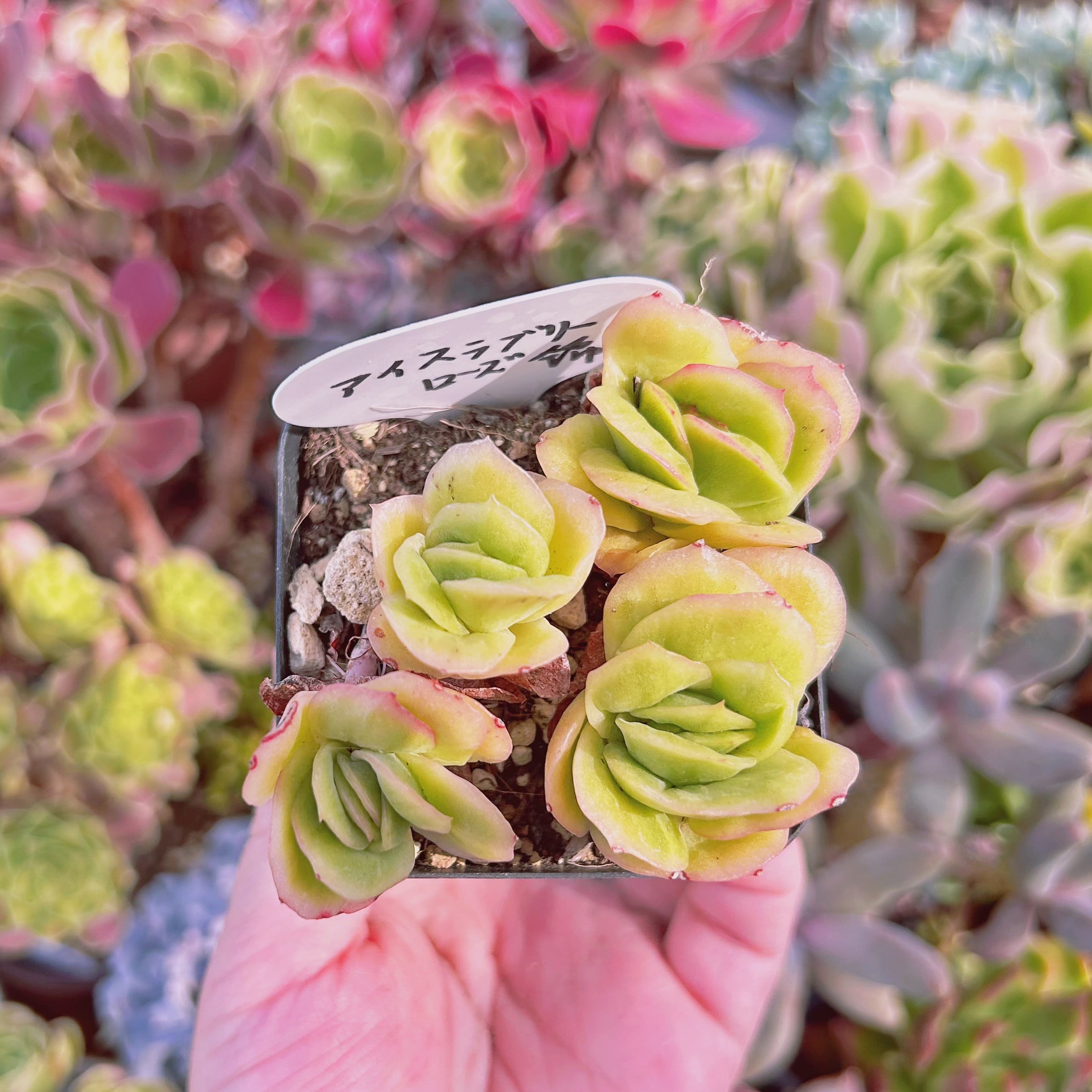 #774現物　多肉植物　アイスラブリーローズ錦　抜き苗