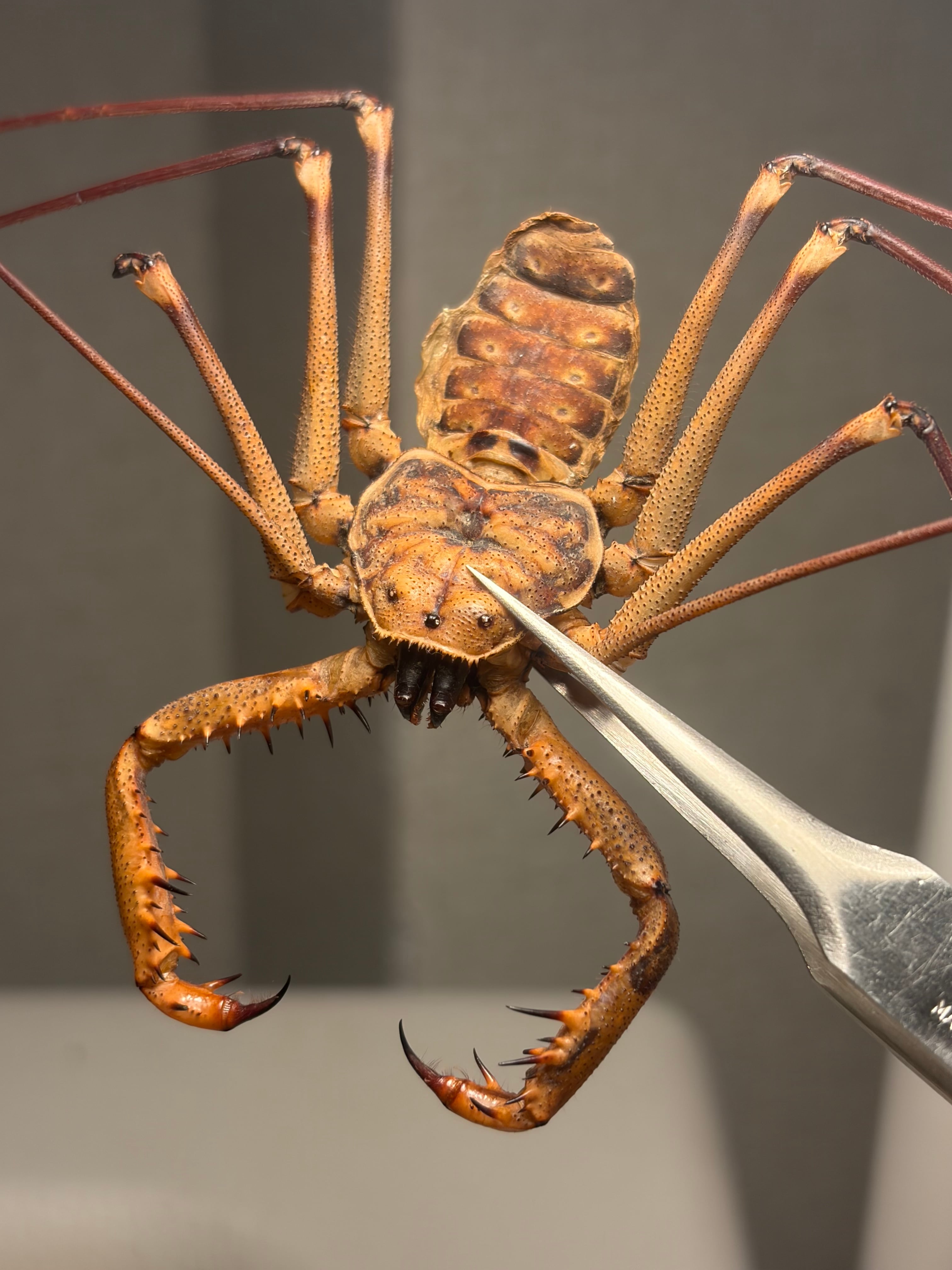 腕虫最大種】ダイオウウデムシ LS20cm位 奇虫Acanthophrynus coronatus