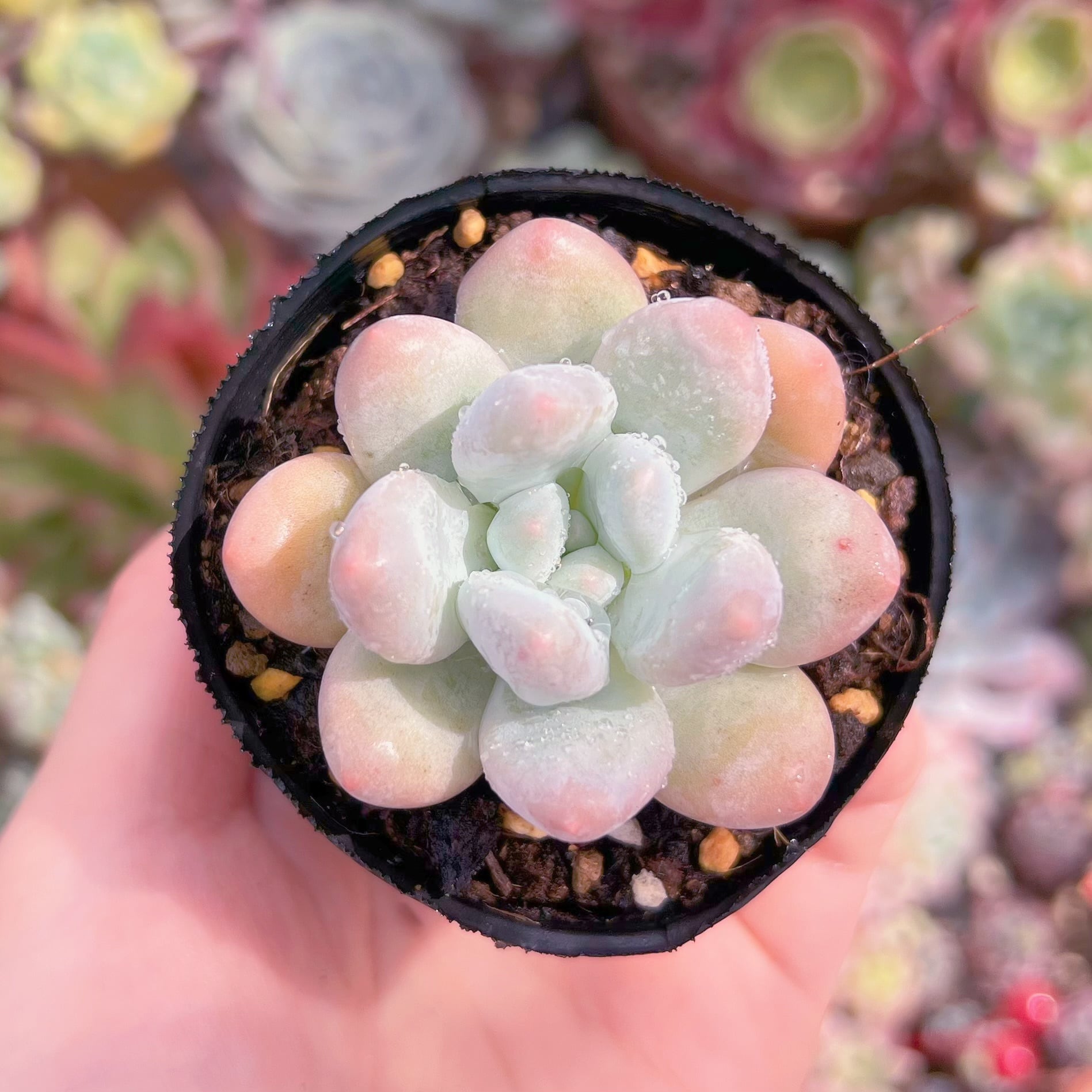 現品　香水sp#B11　るる農園