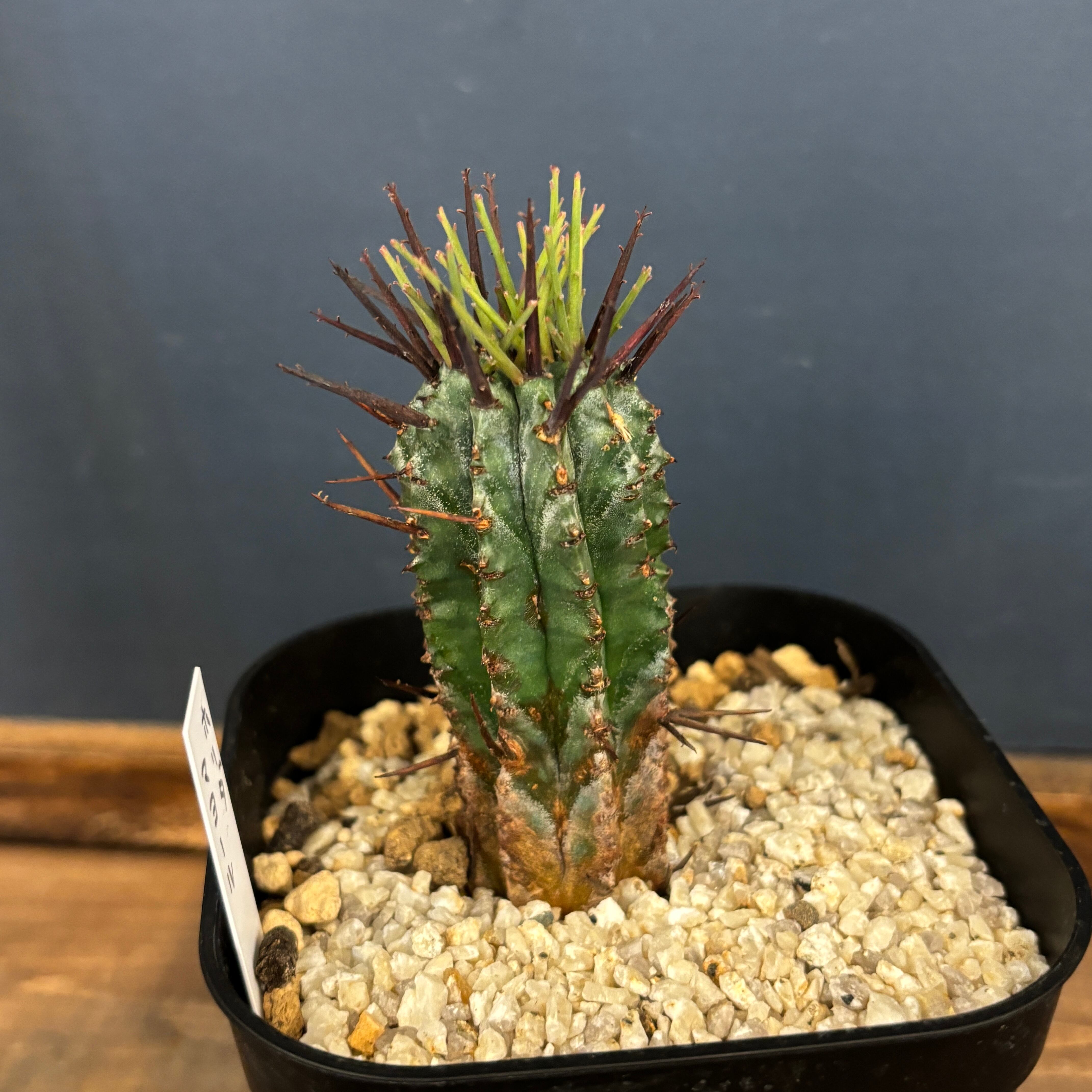 ユーフォルビア ホリダ マヨール【1011】 | PROTOLEAF プロトリーフ