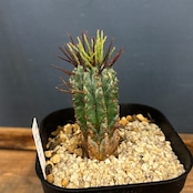 ユーフォルビア ホリダ マヨール【1011】