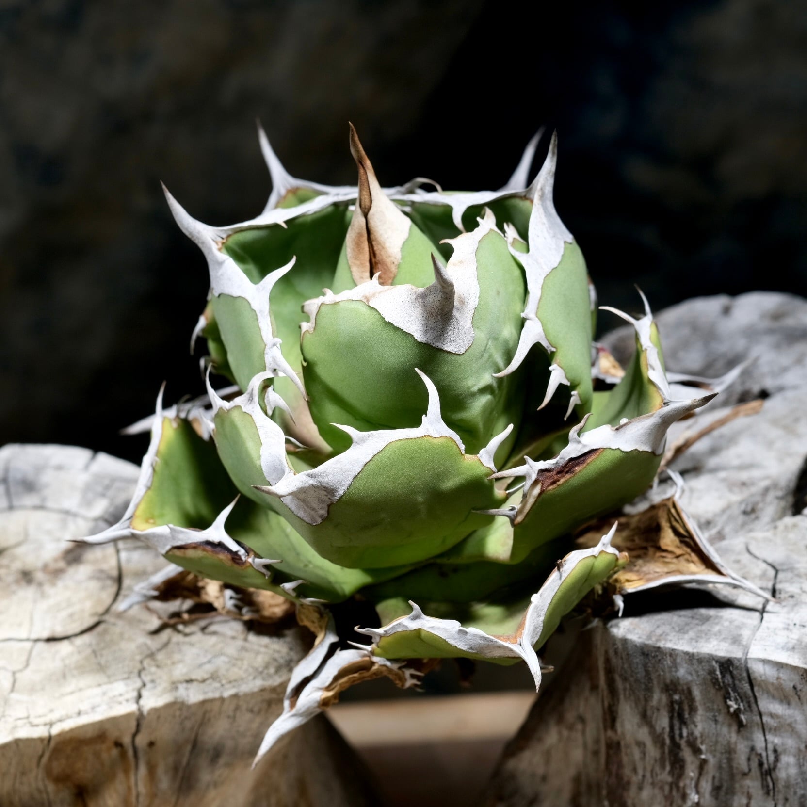 Agave titanota Wabi チェリーボム 13cm(子株付） | wabi
