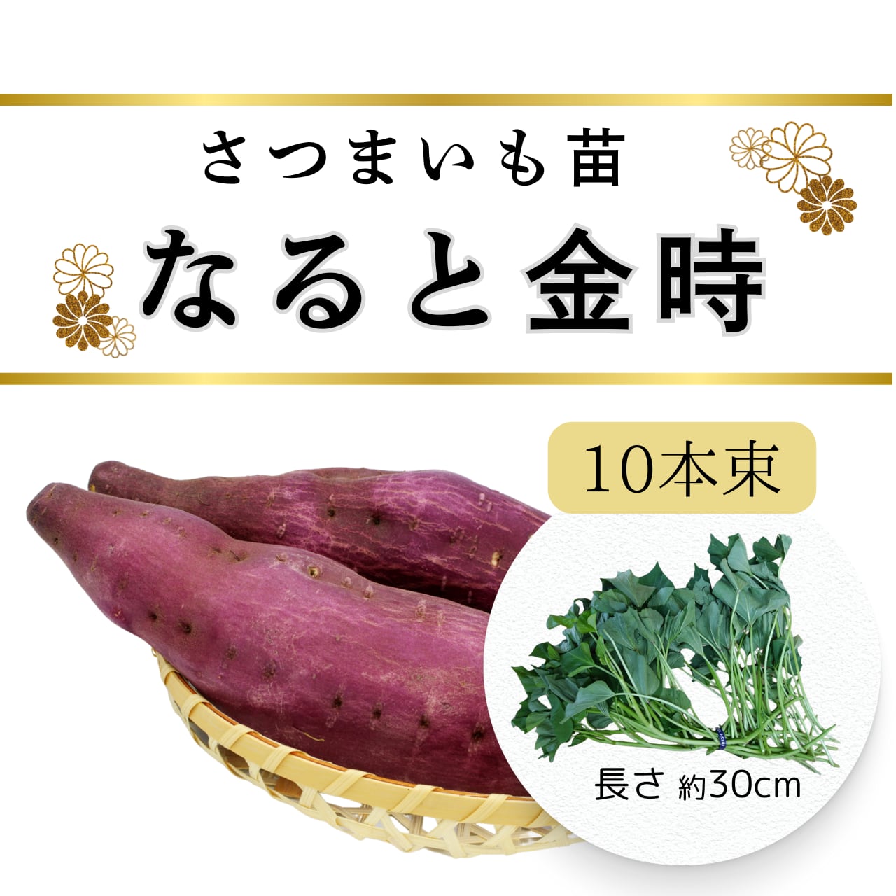 ナルト金時芋苗1000本送料込み ナルト金時芋苗1000本