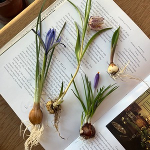 おすすめ球根花のset