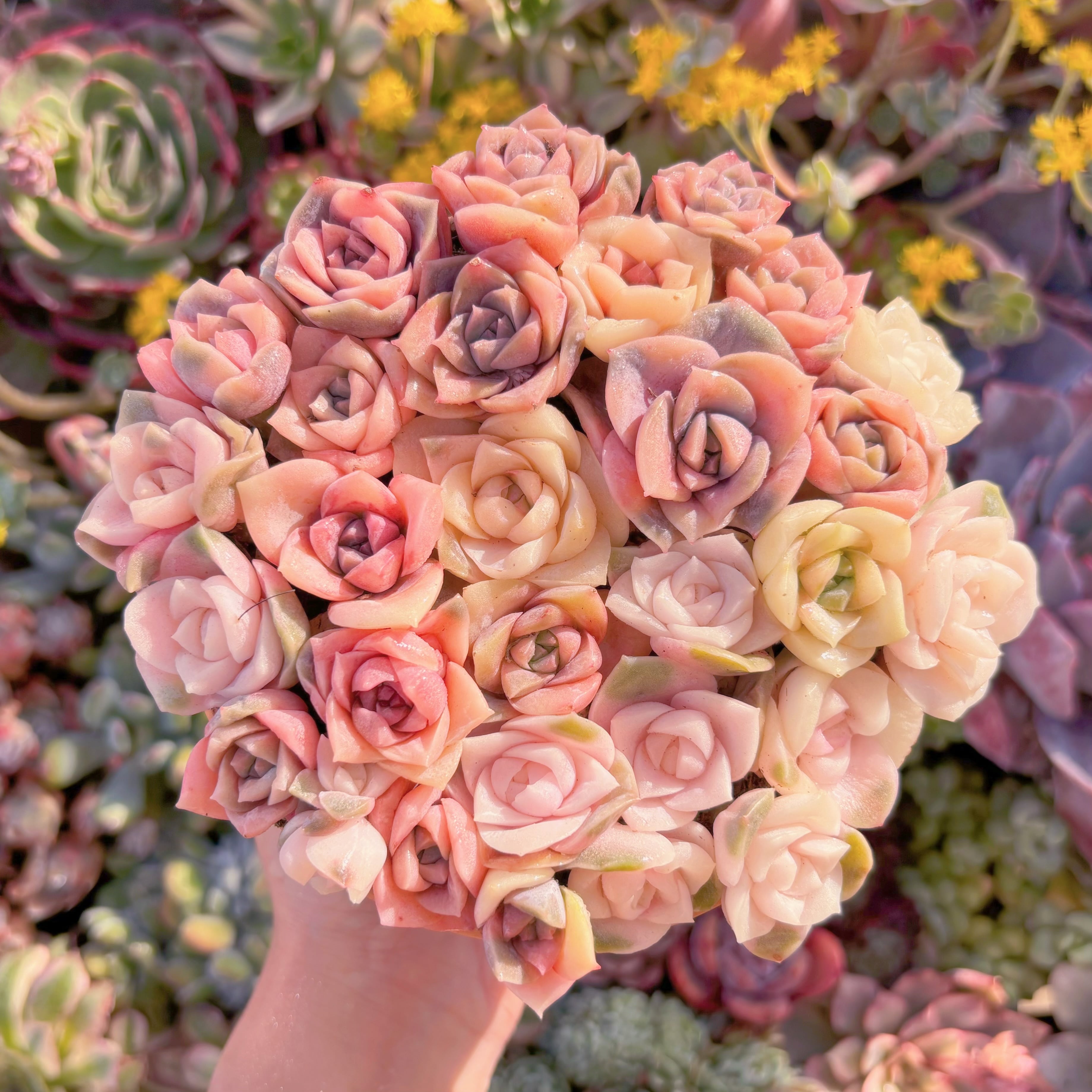 現品　ラブリーローズ錦#M158　約30頭　新入荷　るる農園