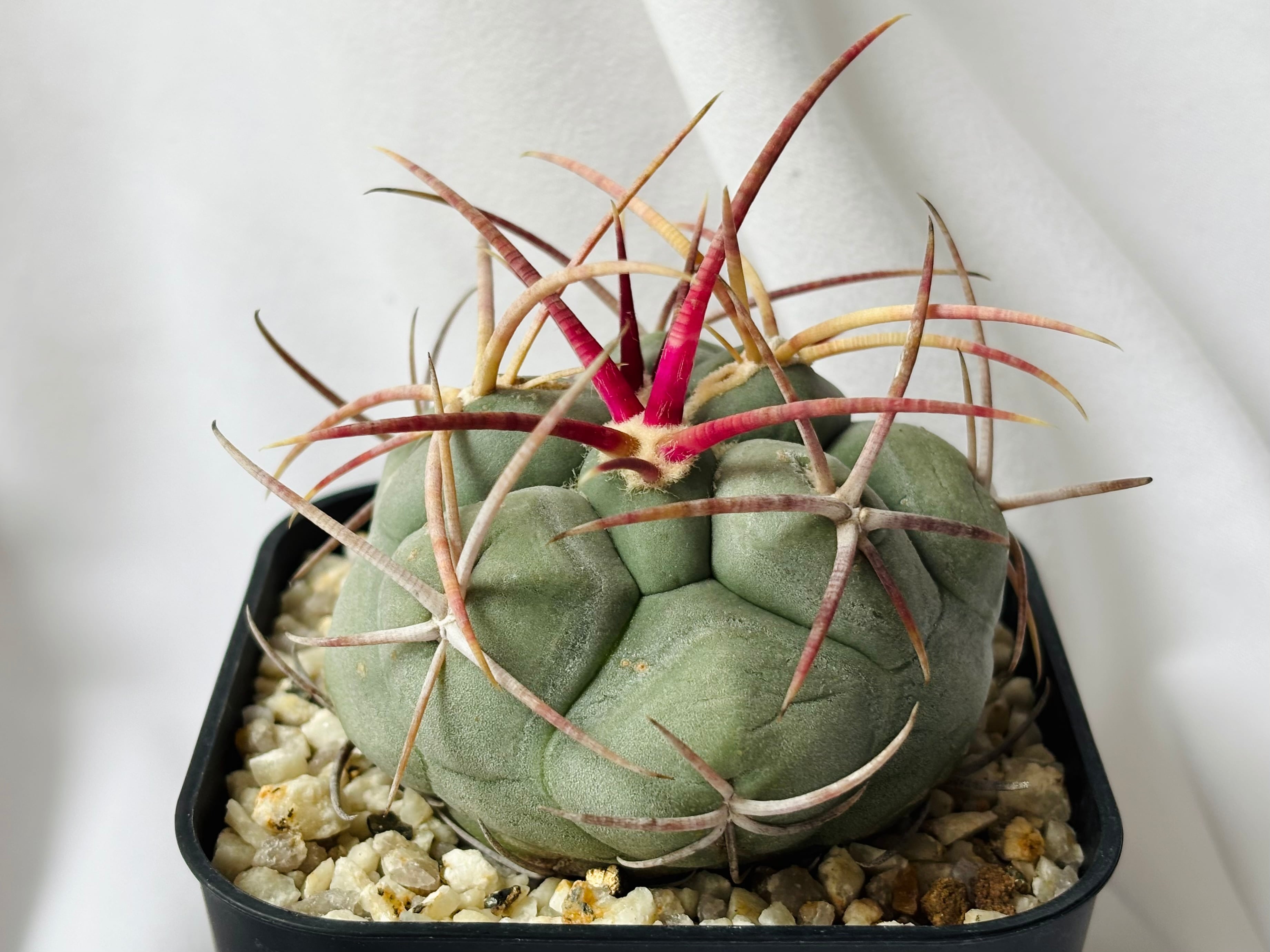 Thelocactus hexaedrophorus v. fossulatus テロカクタス 緋冠竜 サボテン