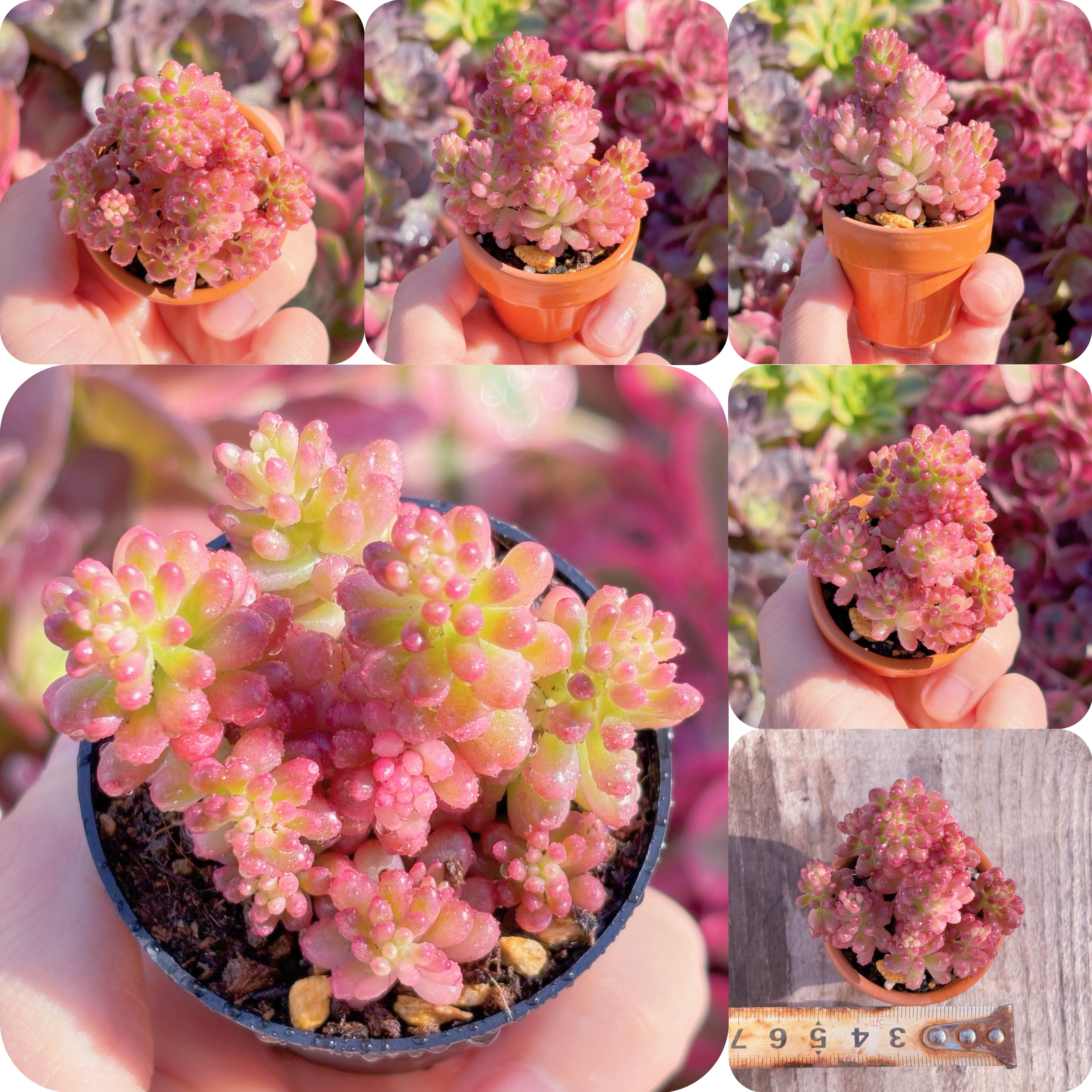 多肉植物 レッドベリー錦 新入荷 るる農園 | るる農園~多肉植物専門