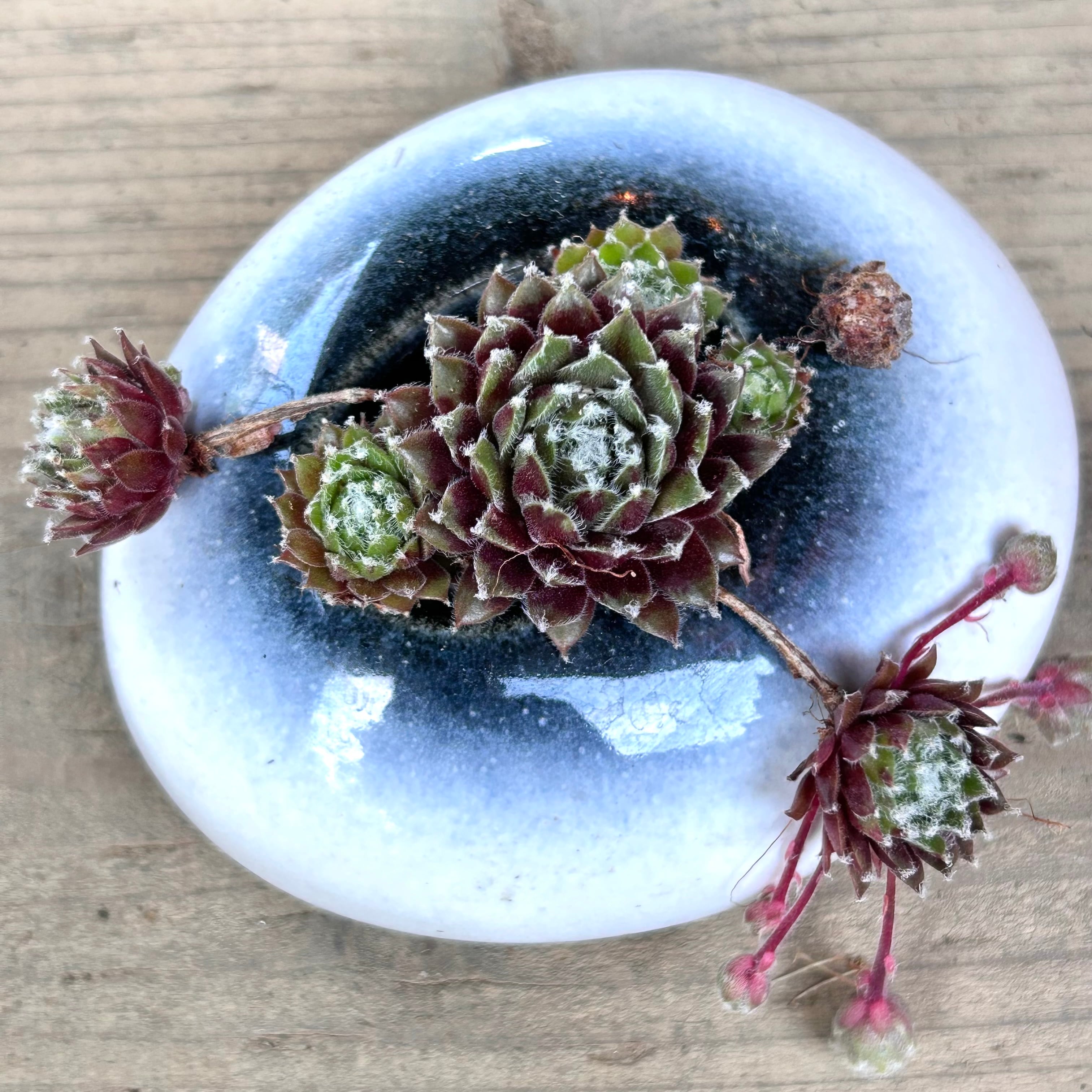 T)つるっとぷっくり鉢(大紅巻絹 センペルビューム | RuPo 多肉植物専門店