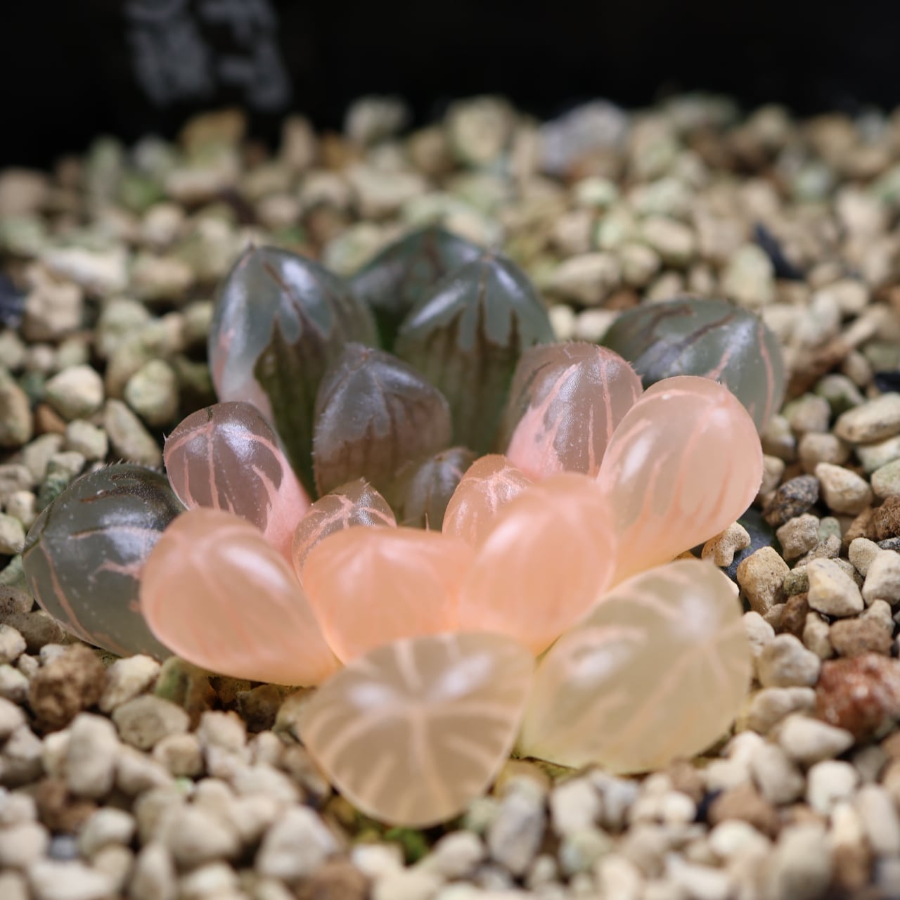 723『ハオルチア 北極の恋』 観葉植物【送料無料】 | MARX PLANTS