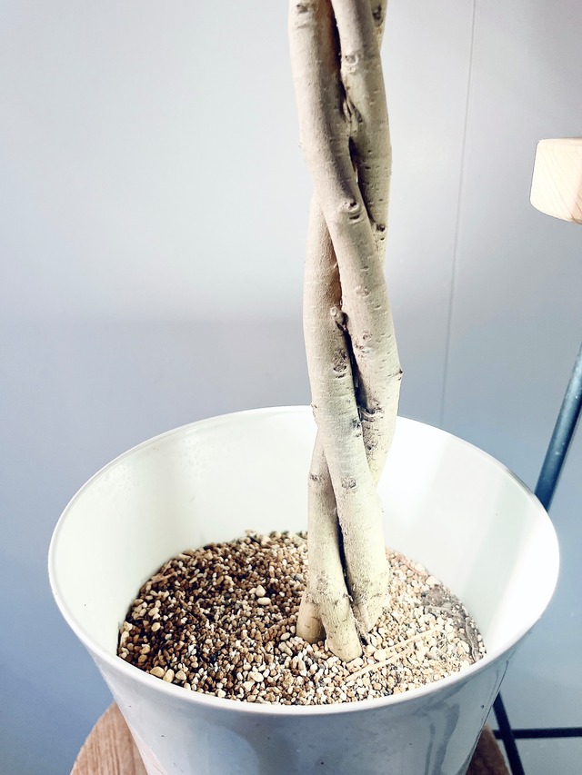 【一点限定】ベンジャミン スターライト ビューティークイーン ねじり×ねじり 特別仕立て 観葉植物 56