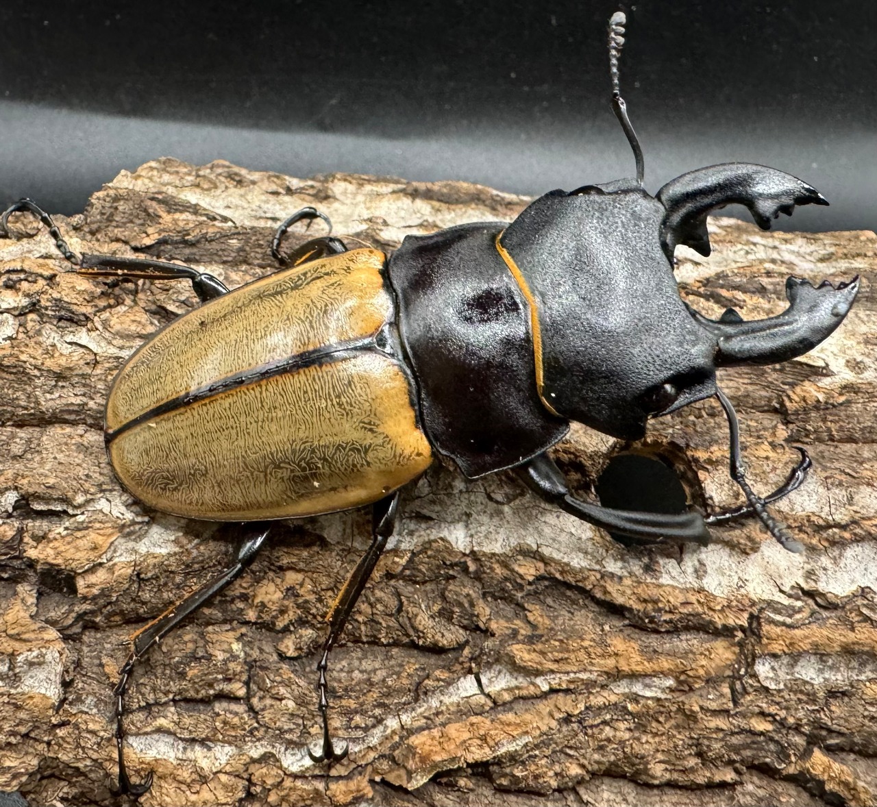 【WD】《カステルナウディツヤクワガタ 79mm ペア》