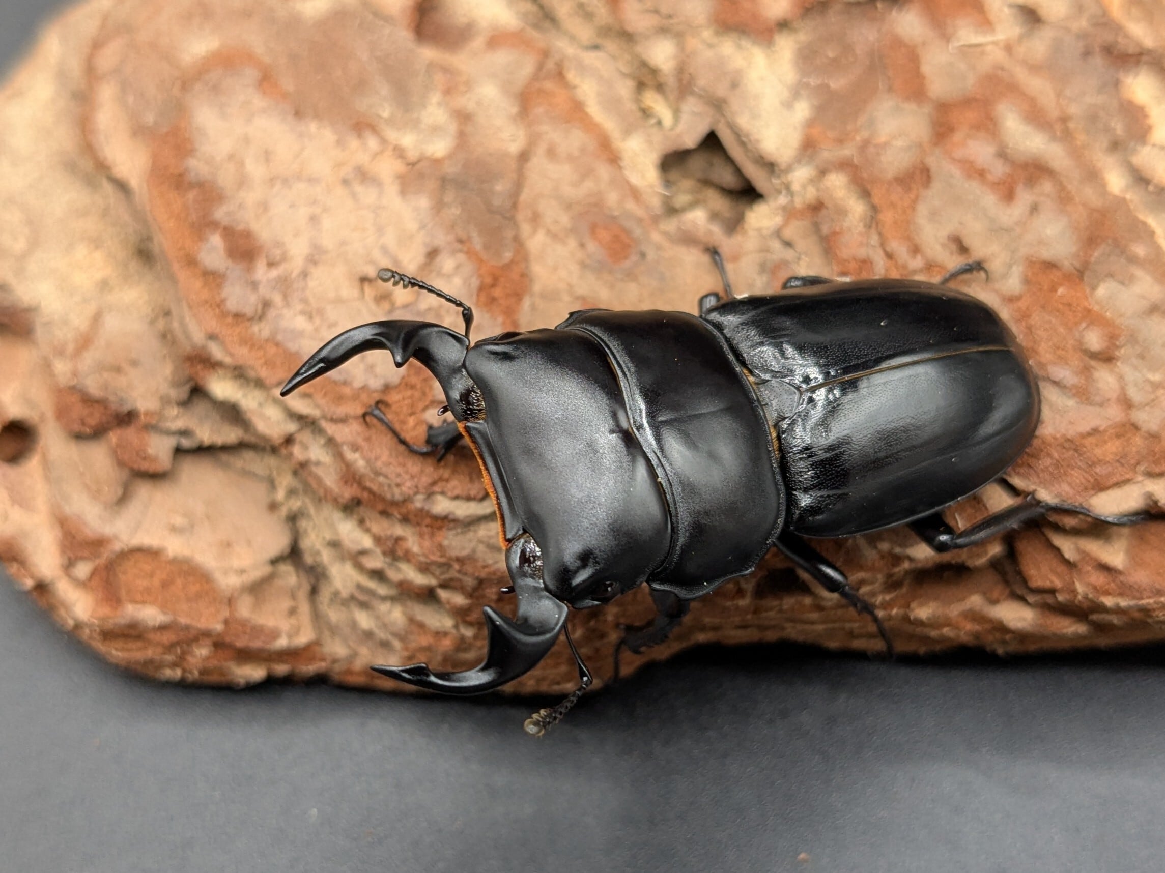 ツノボソオオクワガタ ♂47mm♀32mm | クワガタムシ・カブトムシ