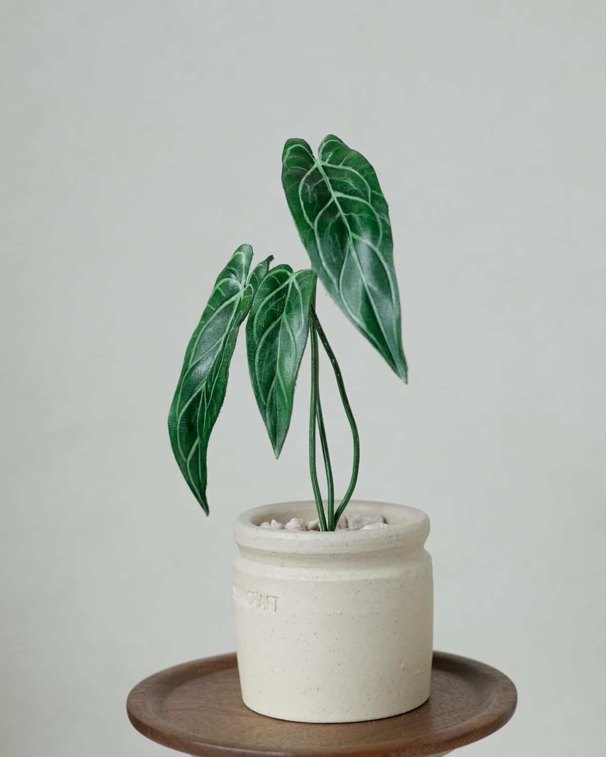 予約販売> Anthurium warocqueanum｜Leather Botanical Collection