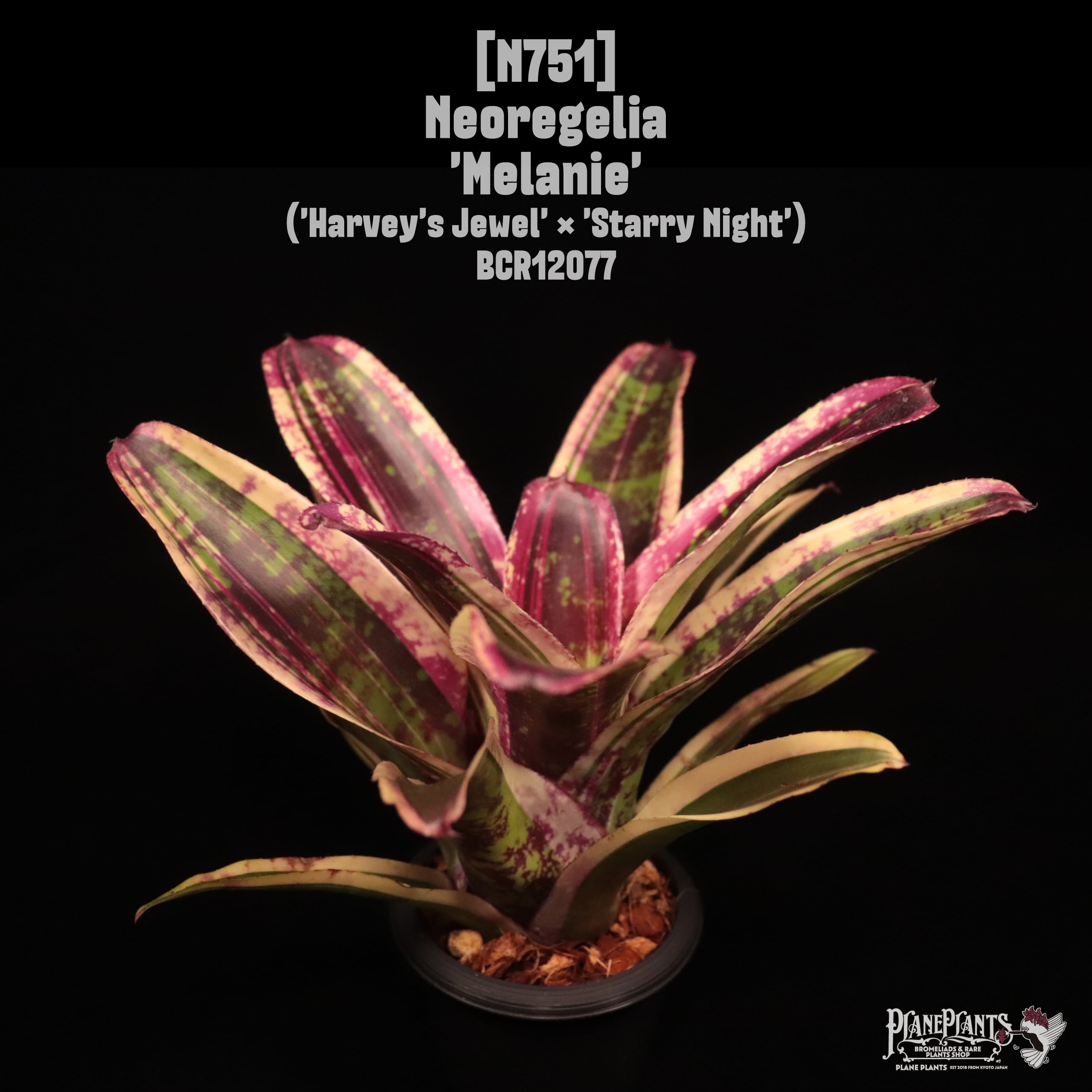 Neoregelia 'Melanie'〔ネオレゲリア〕N751