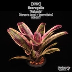 Neoregelia 'Melanie'〔ネオレゲリア〕N751