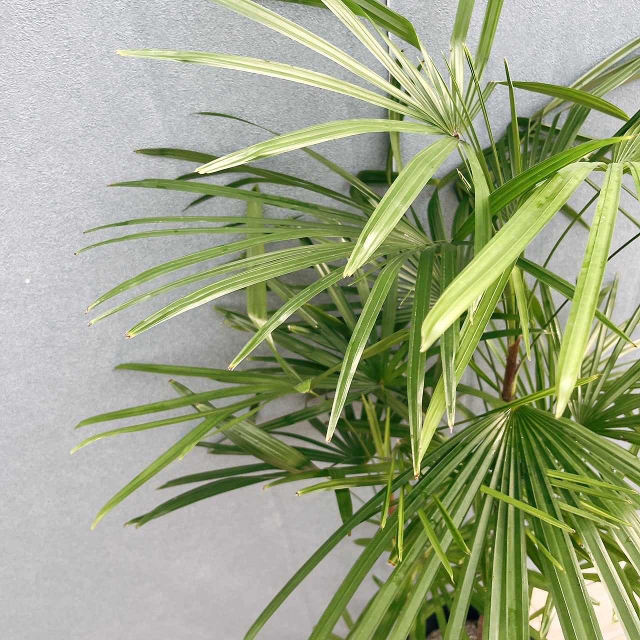 現品］シュロチク 8号 観葉植物 屋外 室内 大型 おしゃれ ヤシ 棕櫚竹