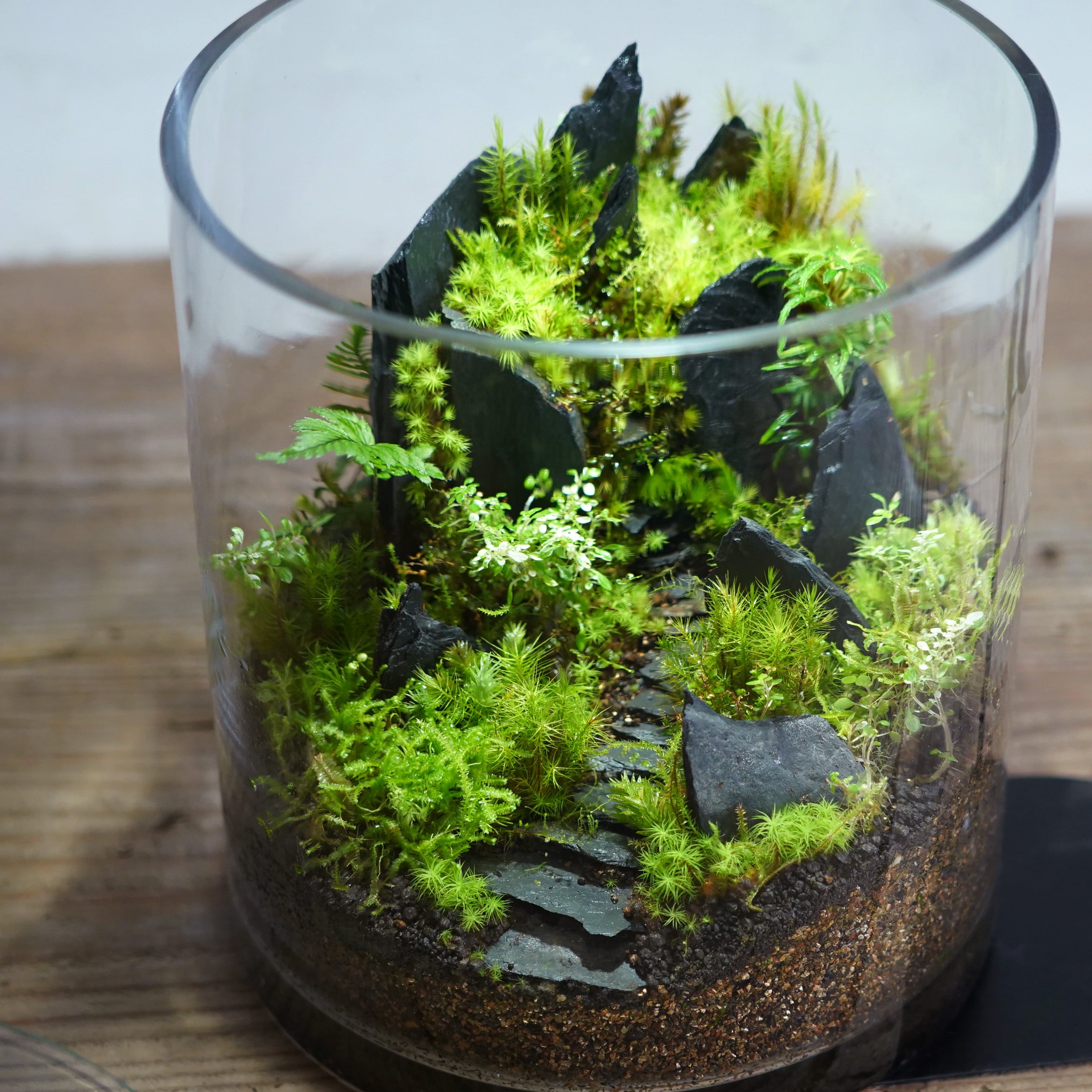 苔テラリウム作品『悪魔の砦』◇限定作品 2.20＃3 | 苔テラリウム専門