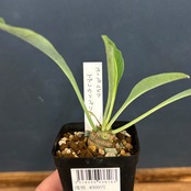 ユーフォルビア　鉄甲丸(ブプレウリフォリア)【562】