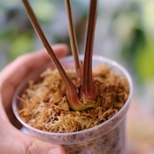 アンスリウム・ルクスアリンス / Anthurium luxurians│観葉植物