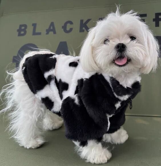 《予約》№1103142 牛さんチャックジャケット