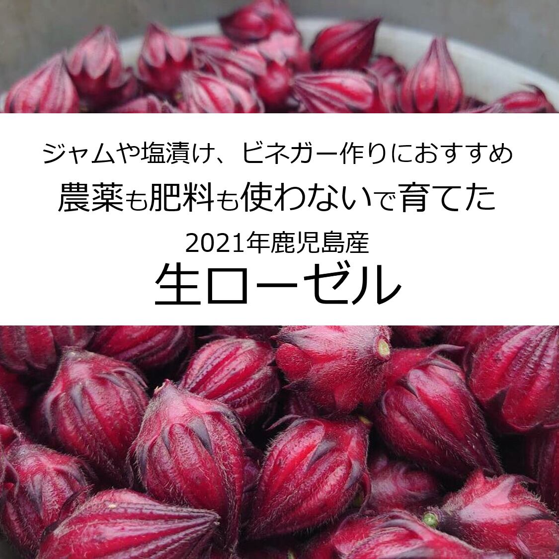 送料無料 生ローゼル1 5 ジャムや塩漬け ビネガーづくりにおすすめ 農薬も肥料も使わないで育てた鹿児島産 Mariko Shimodozono 国産のハーブ ハーブウォーター 石鹸の通販 送料無料 生ローゼル1 5 ジャムや塩漬け ビネガーづくりにおすすめ 農薬も肥料も使わないで育てた鹿児島産 Mariko Shimodozono 国産のハーブ ハーブウォーター 石鹸の通販