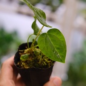 【希少】Anthurium Queen of Heart / アンスリウム クイーン オブ ハート / 観葉植物<育て方・花言葉>